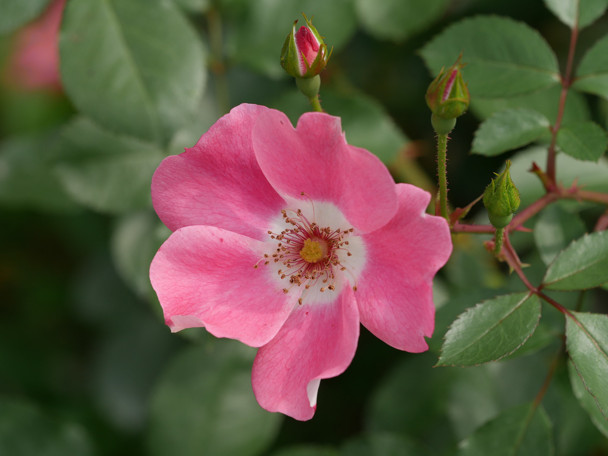 Panasonic Lumix DMC-G7 + Olympus M.Zuiko Digital ED 40-150mm F2.8 Pro sample photo. Another flower photography