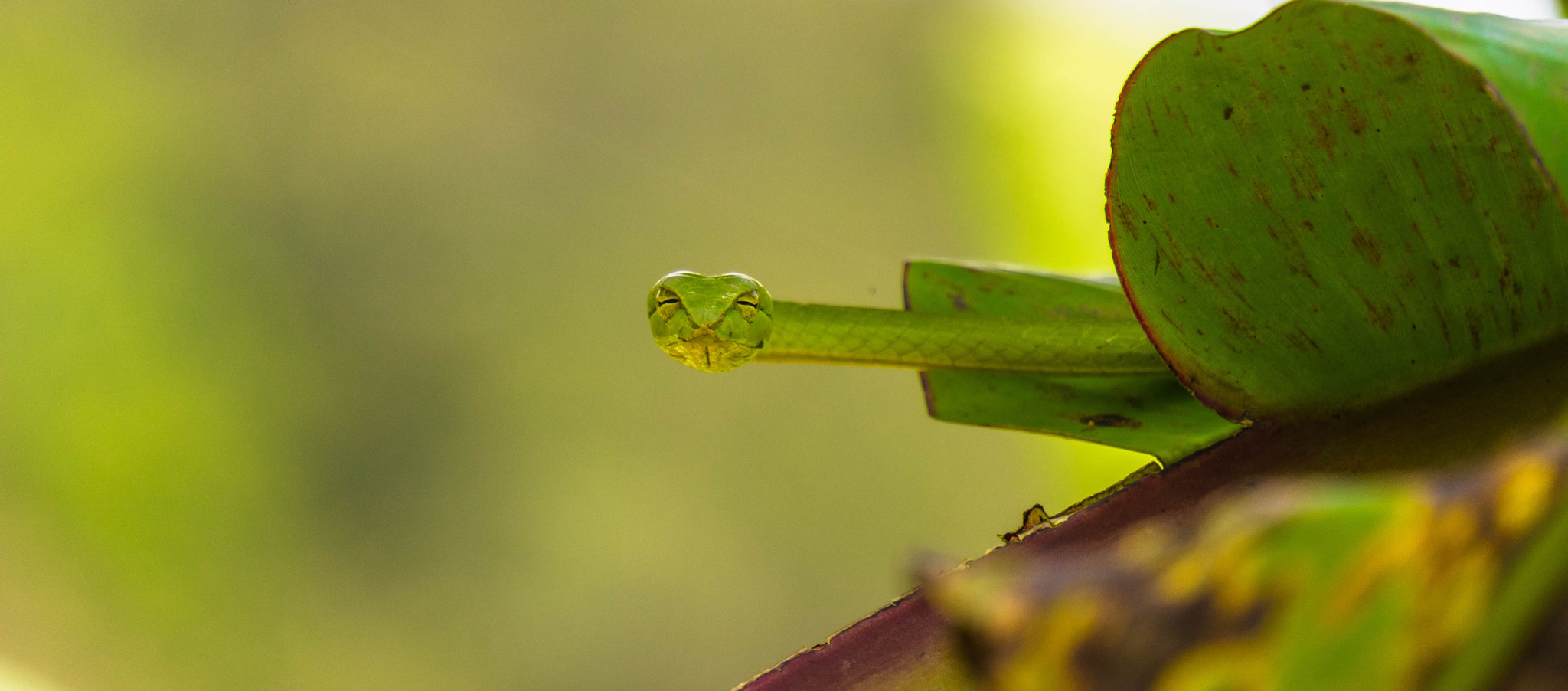 Sony Alpha NEX-5 + Sony E 55-210mm F4.5-6.3 OSS sample photo. Reptilia photography