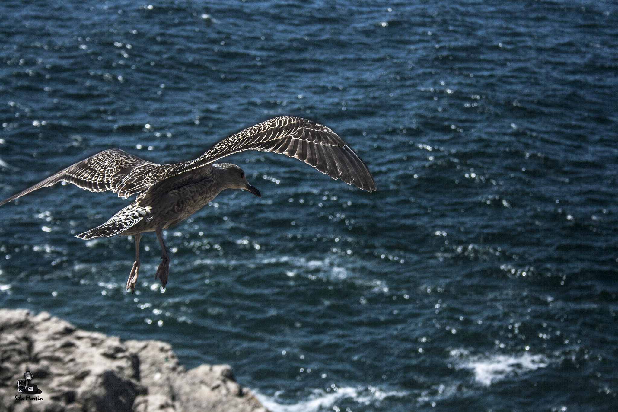 Canon EF-S 18-55mm F3.5-5.6 sample photo. Gaviota photography