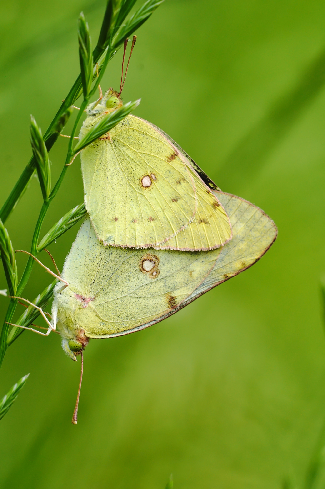Sony ILCA-77M2 + Minolta AF 100mm F2.8 Macro [New] sample photo. Mating pale clouded yellow photography