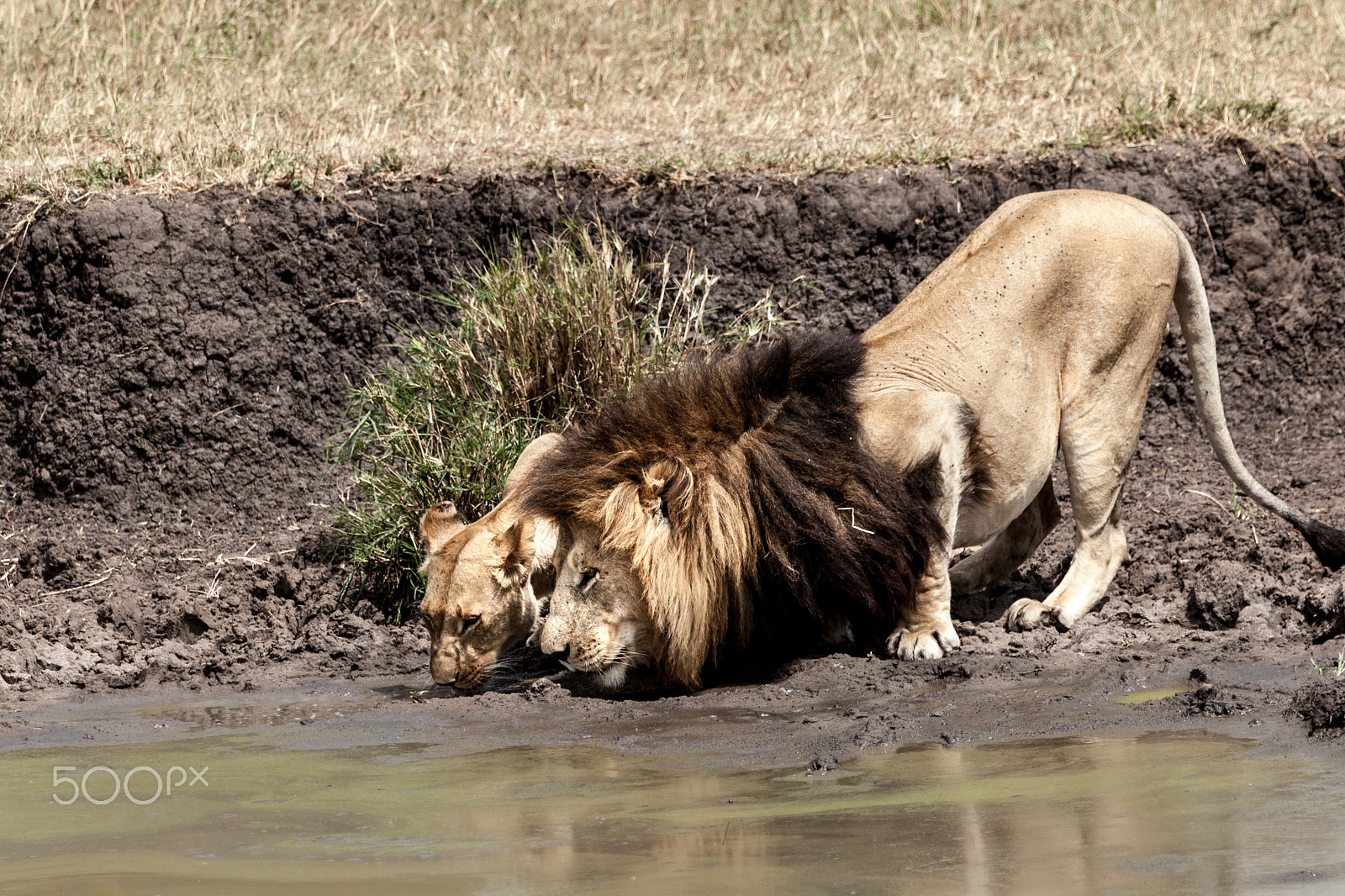 Canon EF 70-200mm F2.8L IS II USM sample photo. Safari photography