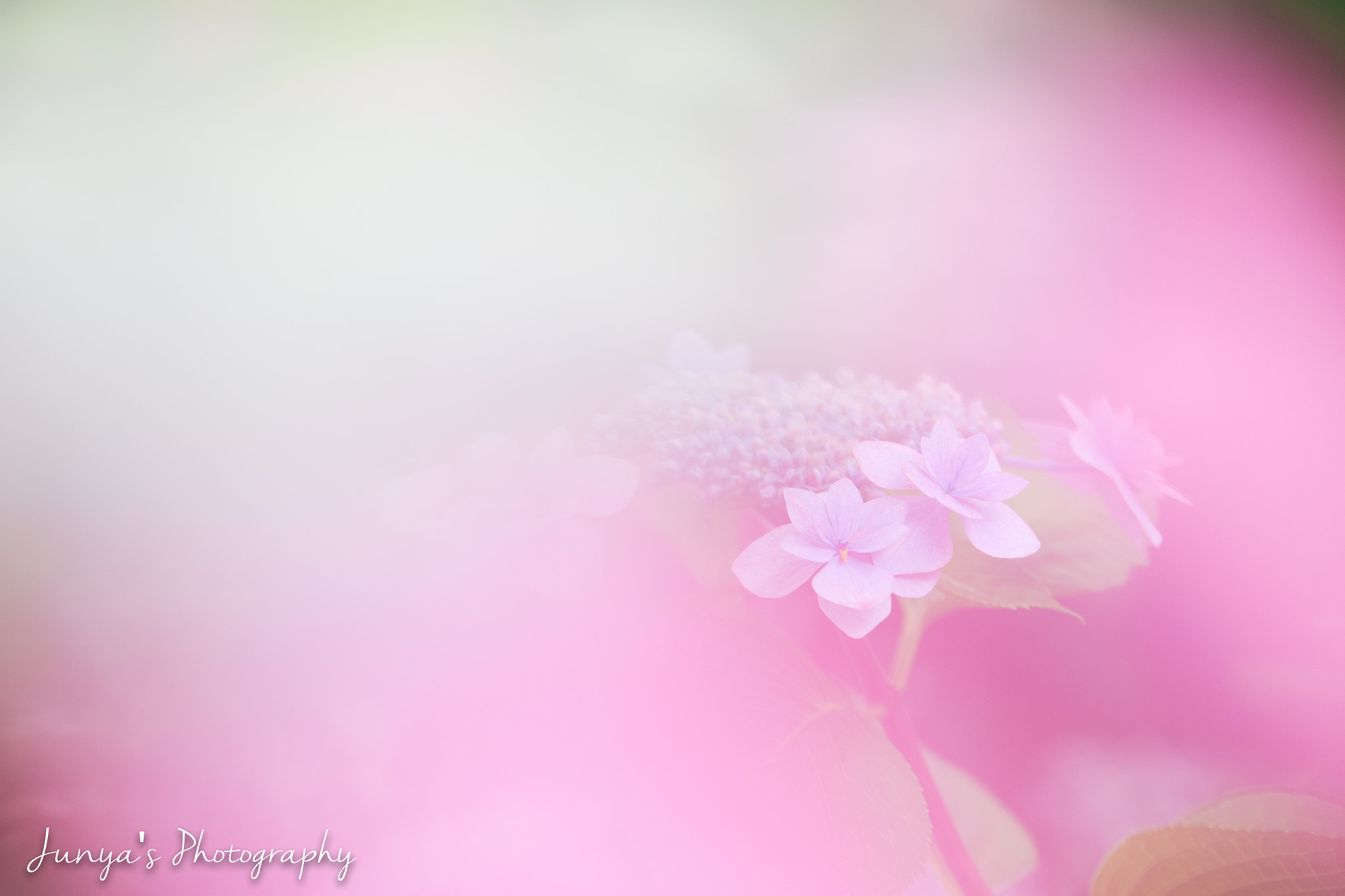 Tamron SP AF 180mm F3.5 Di LD (IF) Macro sample photo. Pink & white photography