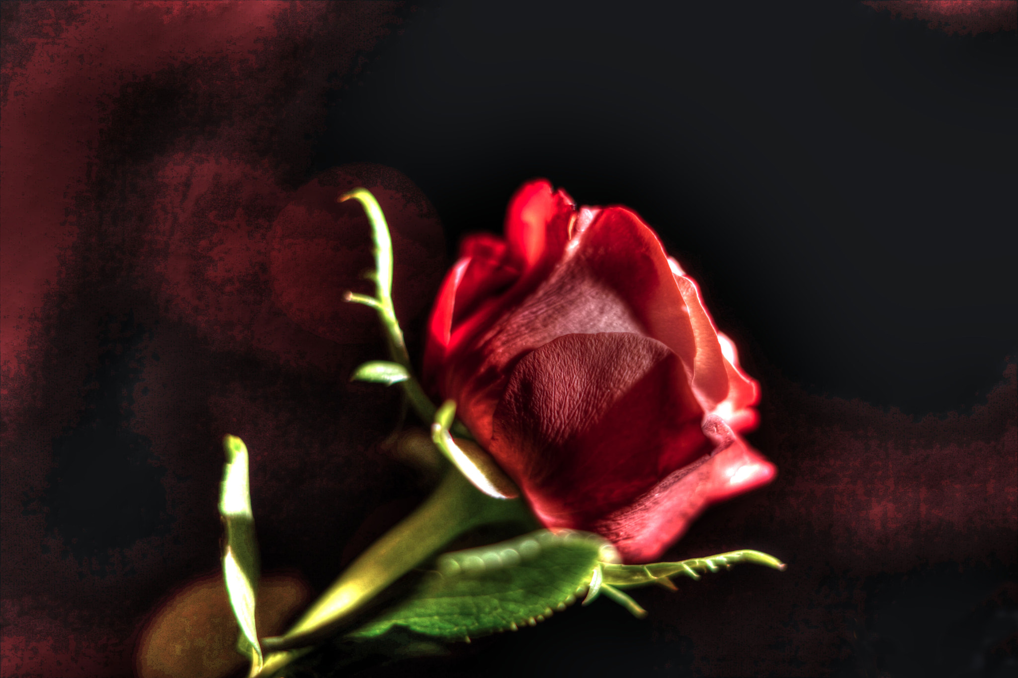 Sony ILCA-77M2 + Sony DT 50mm F1.8 SAM sample photo. Rote rose photography