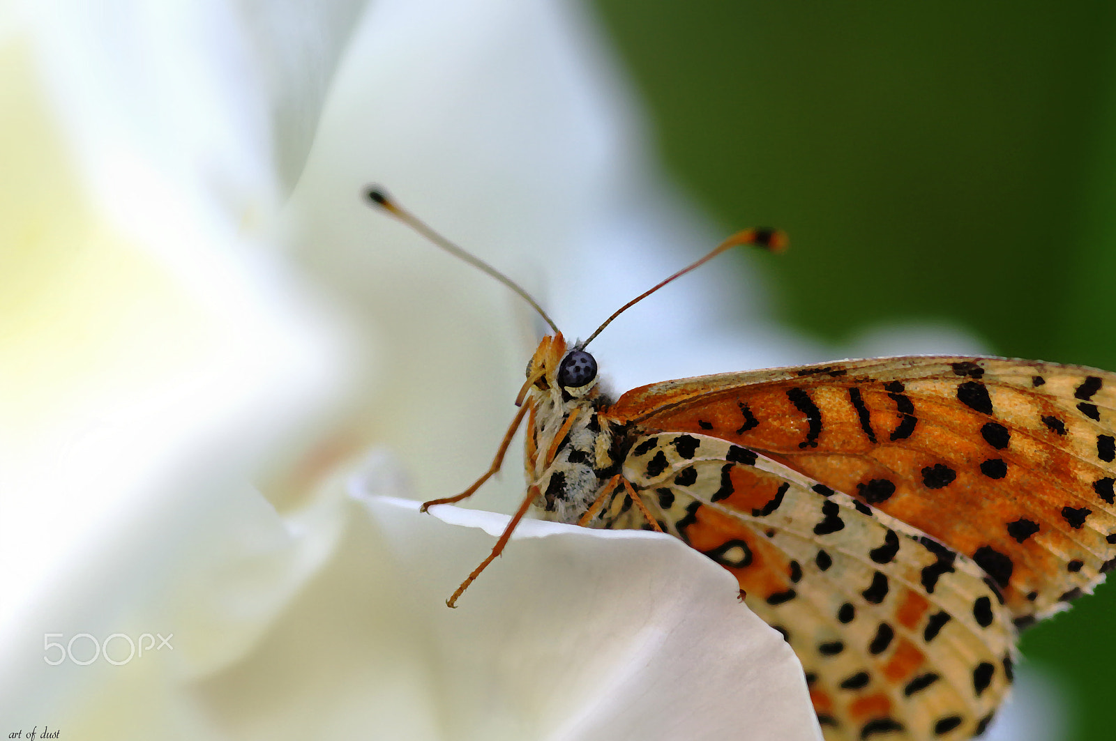 Pentax smc D-FA 100mm F2.8 macro sample photo. Intoxicated by you - berauscht von dir photography