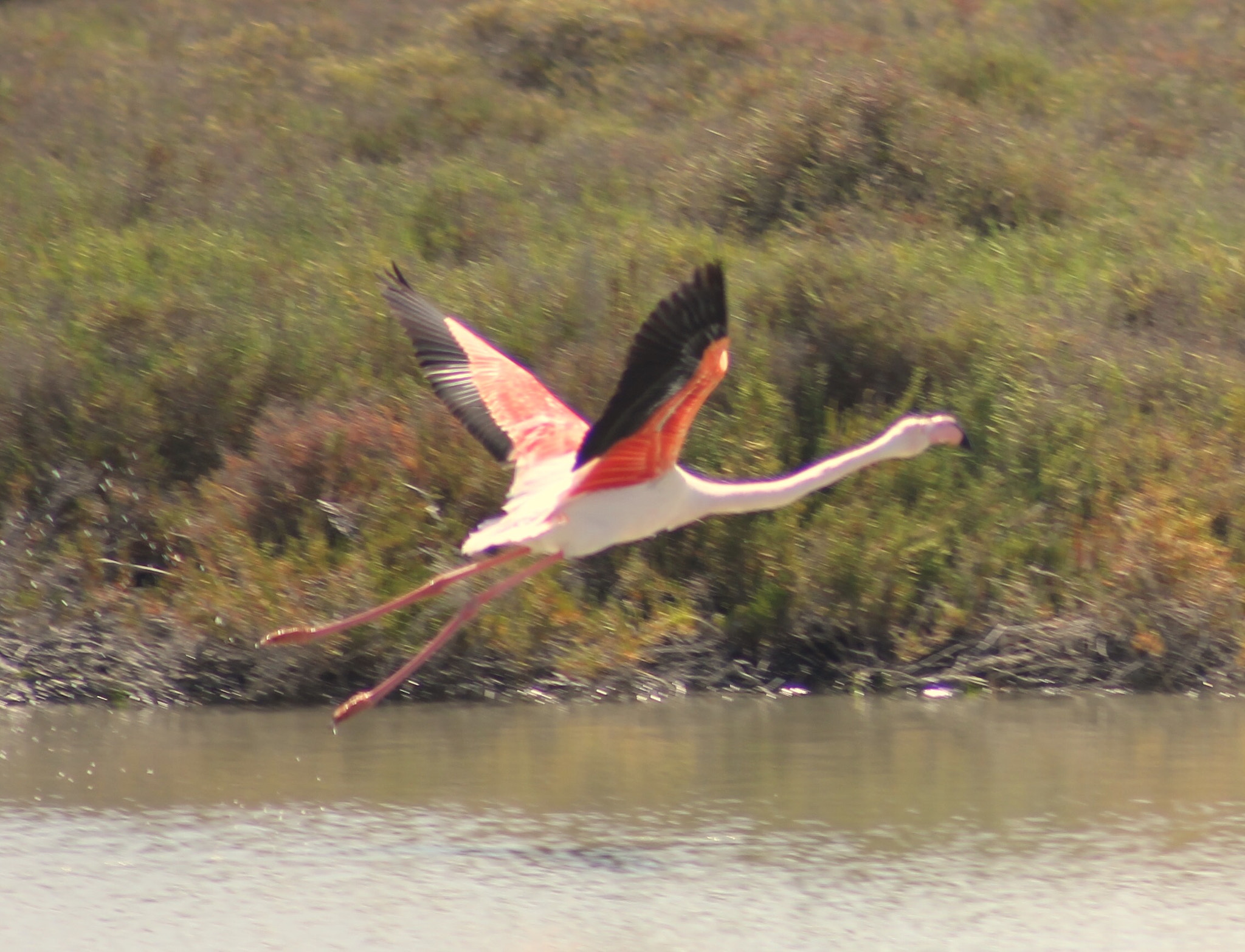 Canon EF75-300mm f/4-5.6 USM sample photo