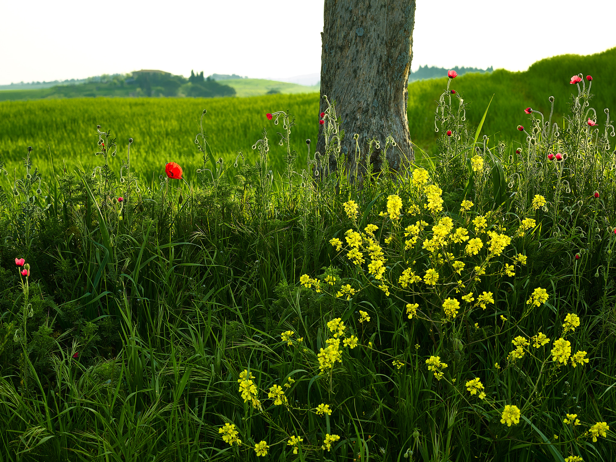 Phase One IQ180 + Schneider LS 80mm f/2.8 sample photo. Backlight in poppy flowers, tuscany photography