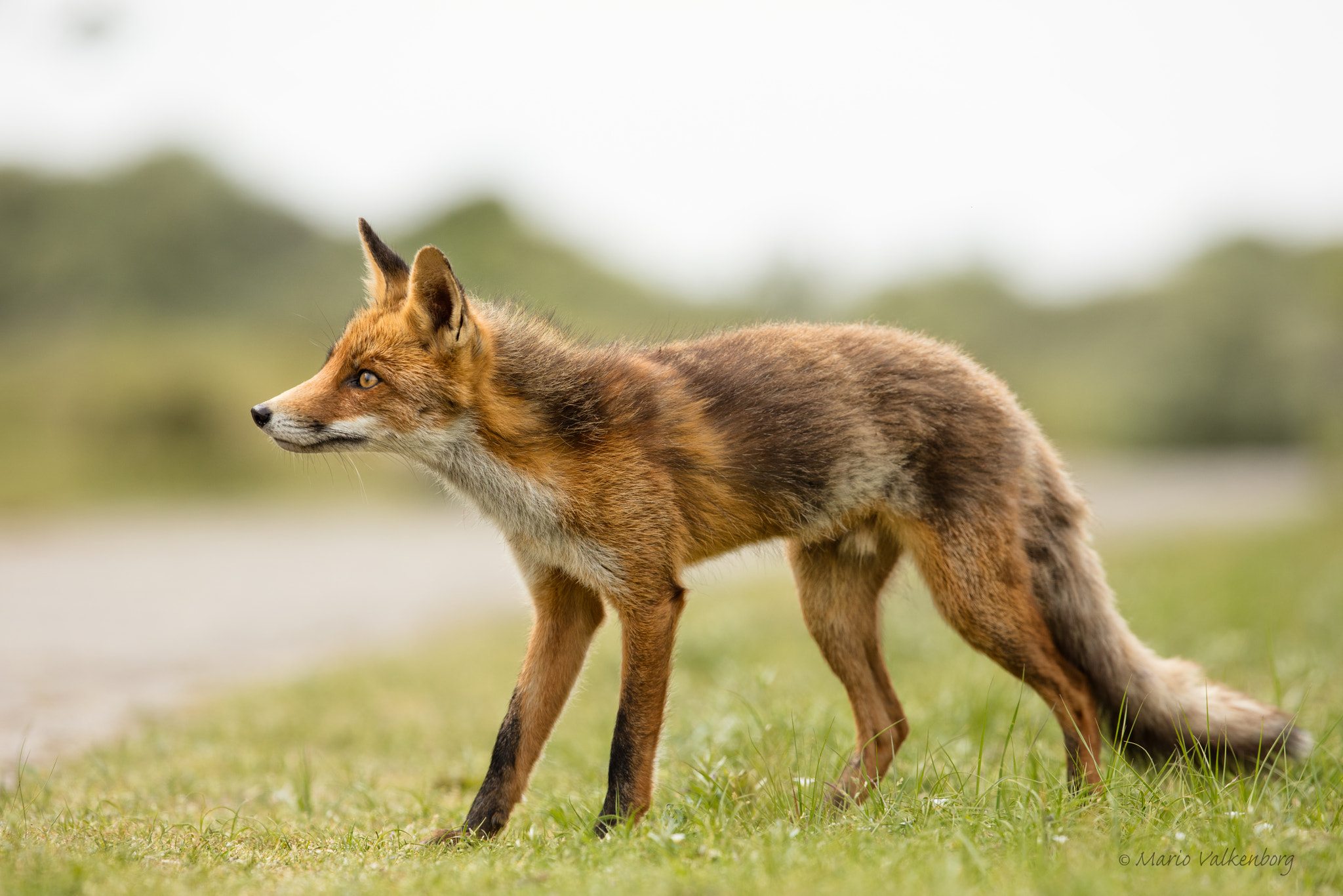 Canon EF 300mm F2.8L IS II USM sample photo. Fox photography