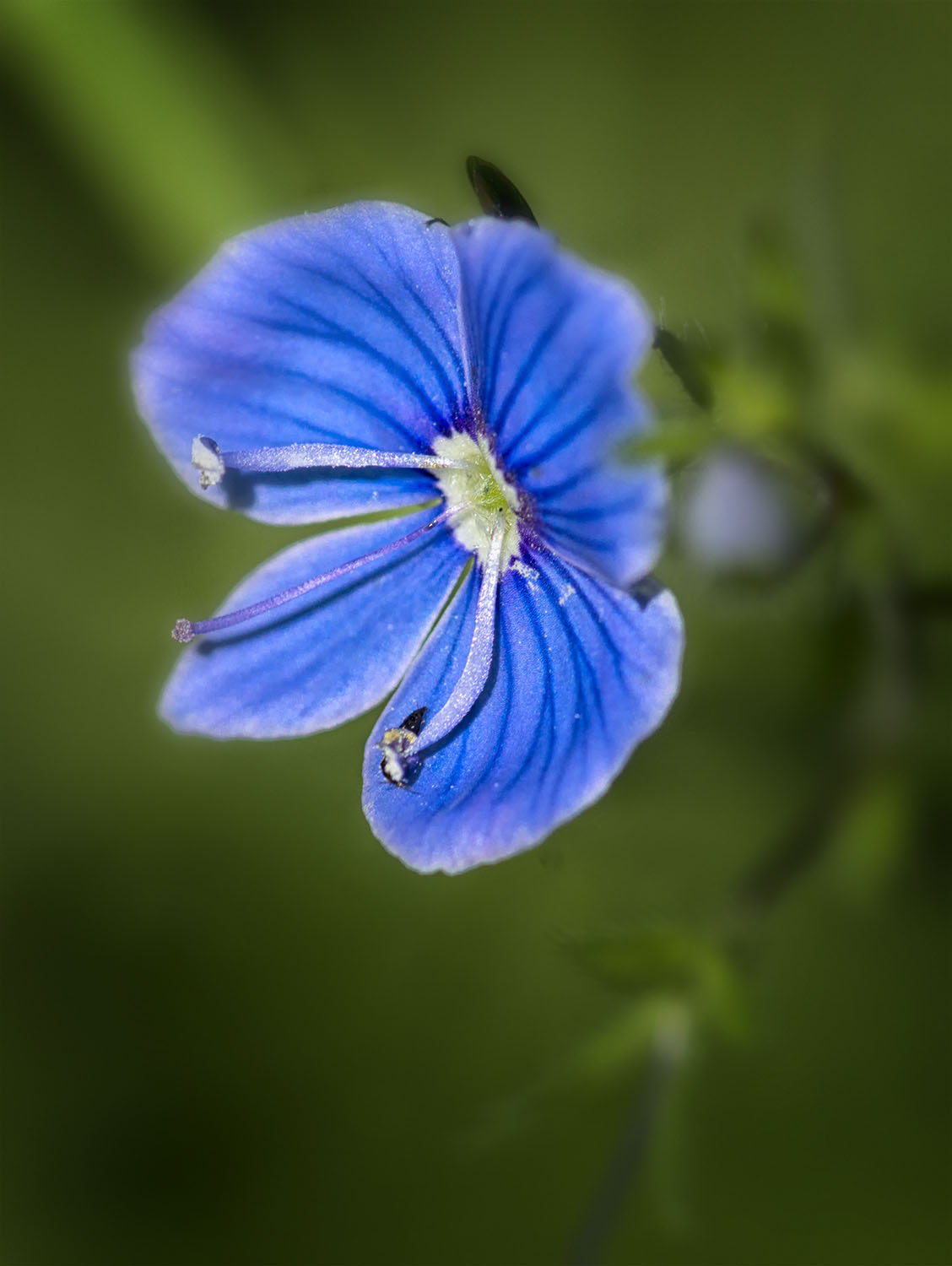 Sony SLT-A77 + Minolta AF 100mm F2.8 Macro [New] sample photo. Летние цветы photography