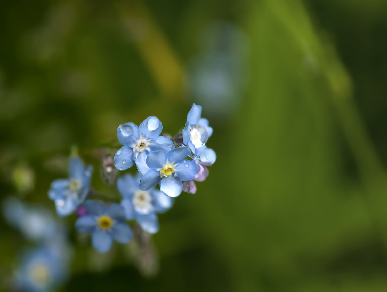 Sony SLT-A77 + Minolta AF 100mm F2.8 Macro [New] sample photo. Летние цветы photography