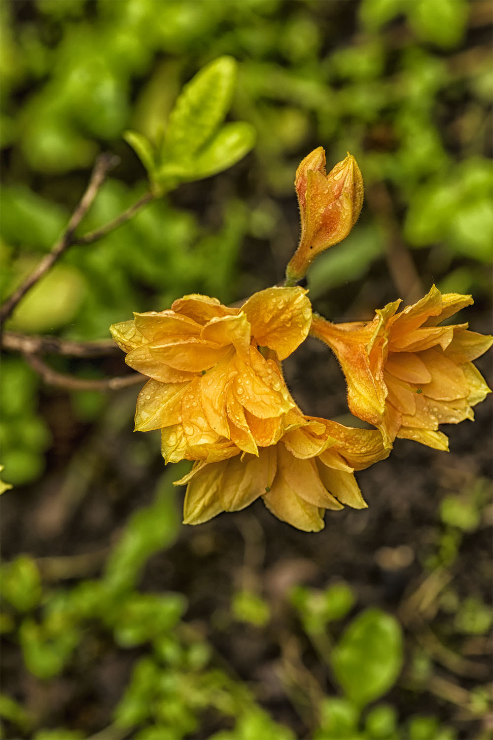 Sony SLT-A77 + Minolta AF 100mm F2.8 Macro [New] sample photo. Летние цветы photography