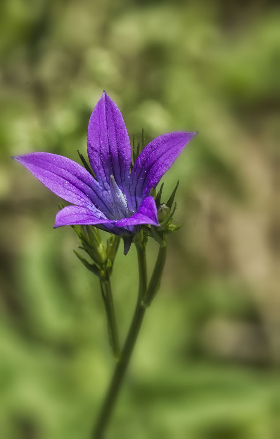 Sony SLT-A77 + Minolta AF 100mm F2.8 Macro [New] sample photo. Летние цветы photography