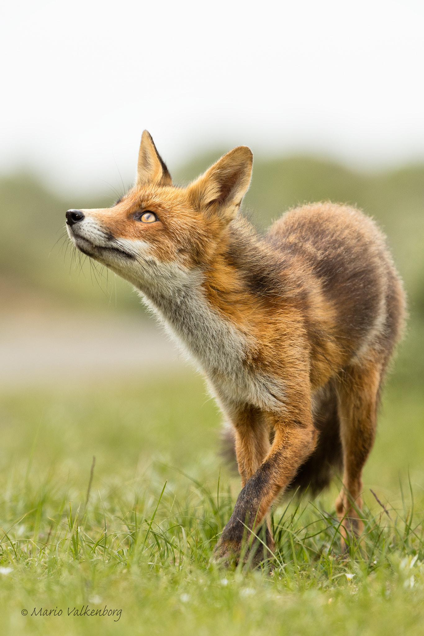 Canon EF 300mm F2.8L IS II USM sample photo. Fox photography