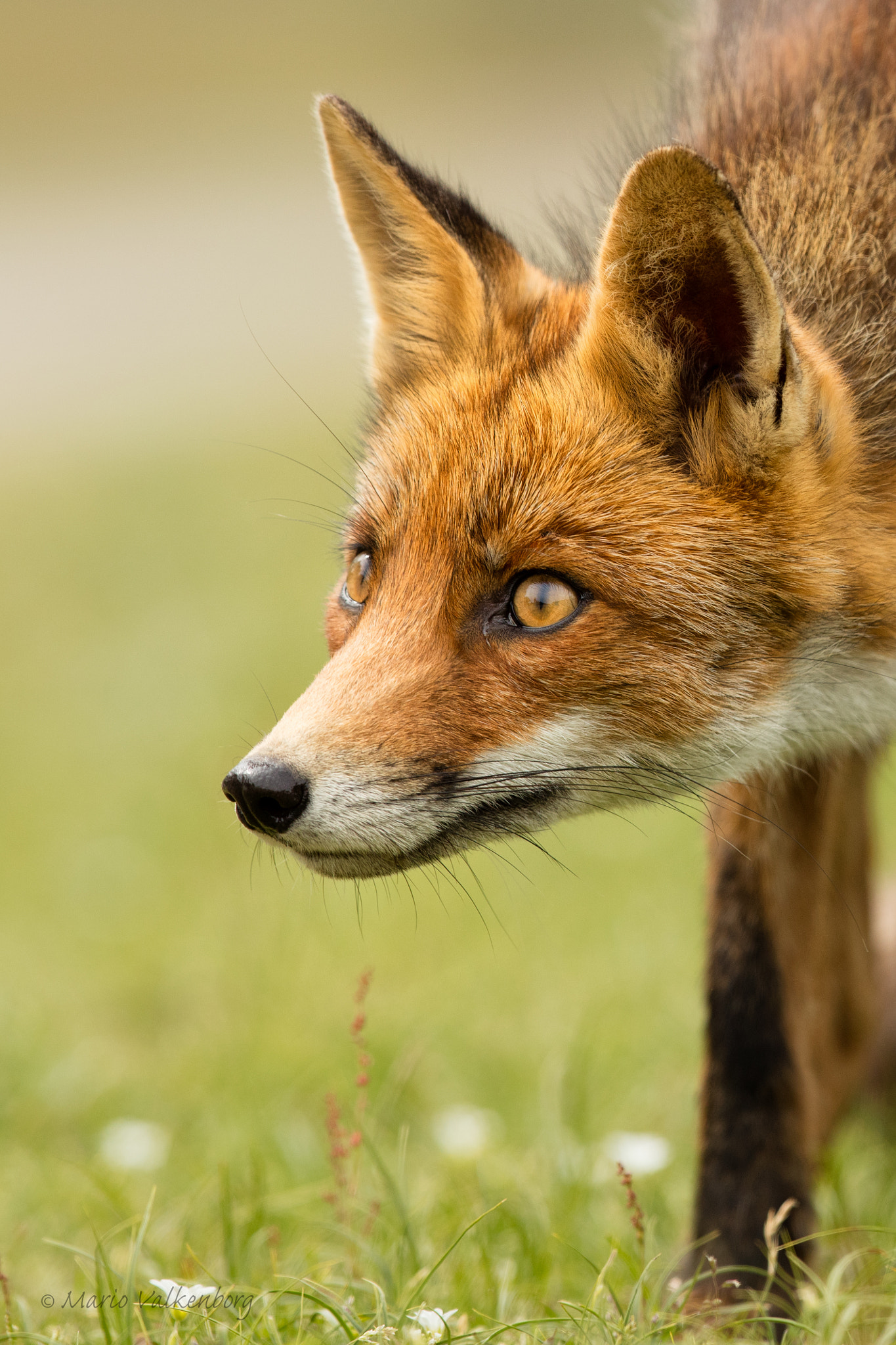 Canon EF 300mm F2.8L IS II USM sample photo. Fox photography