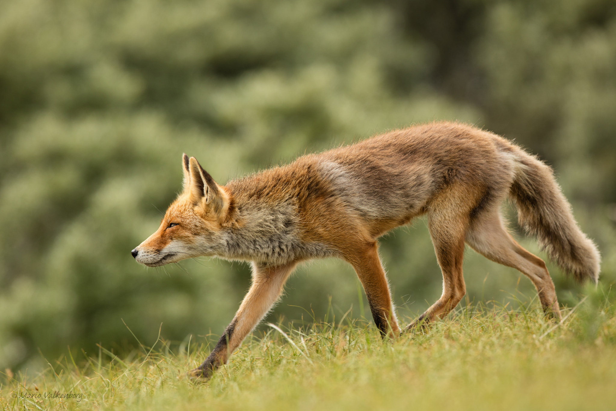Canon EF 300mm F2.8L IS II USM sample photo. Fox photography