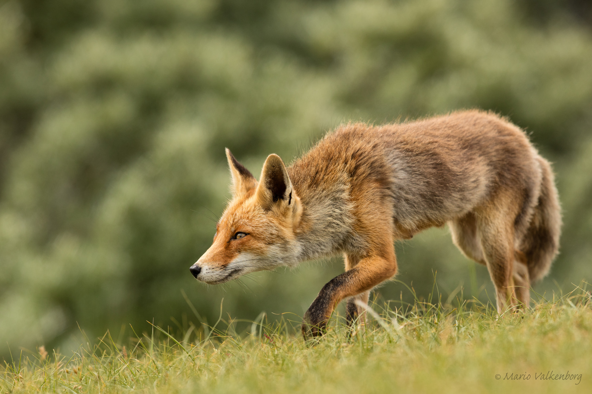 Canon EF 300mm F2.8L IS II USM sample photo. Fox photography