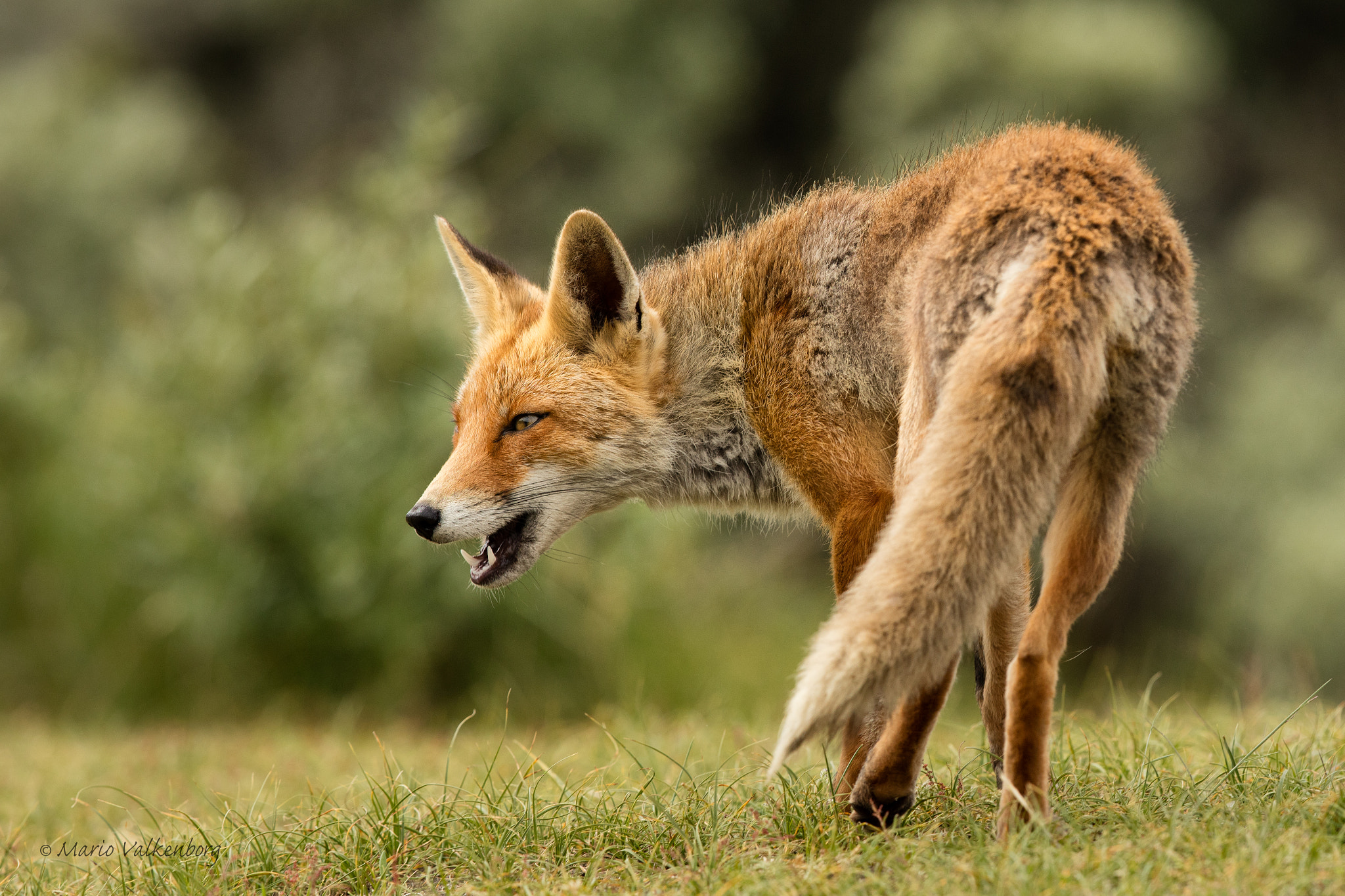Canon EF 300mm F2.8L IS II USM sample photo. Fox photography