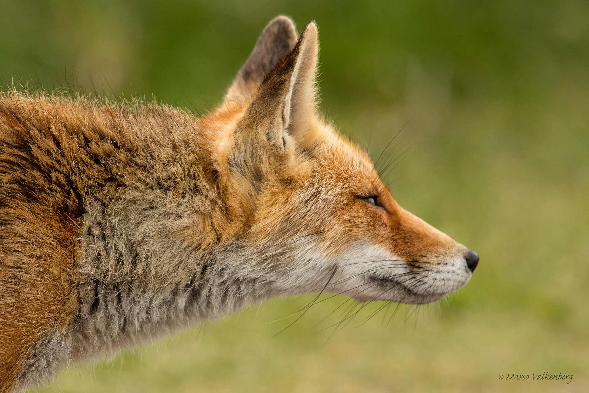 Canon EF 300mm F2.8L IS II USM sample photo. Fox photography