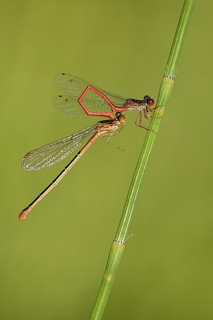 Nikon D700 + Nikon AF Micro-Nikkor 200mm F4D ED-IF sample photo. The approach photography