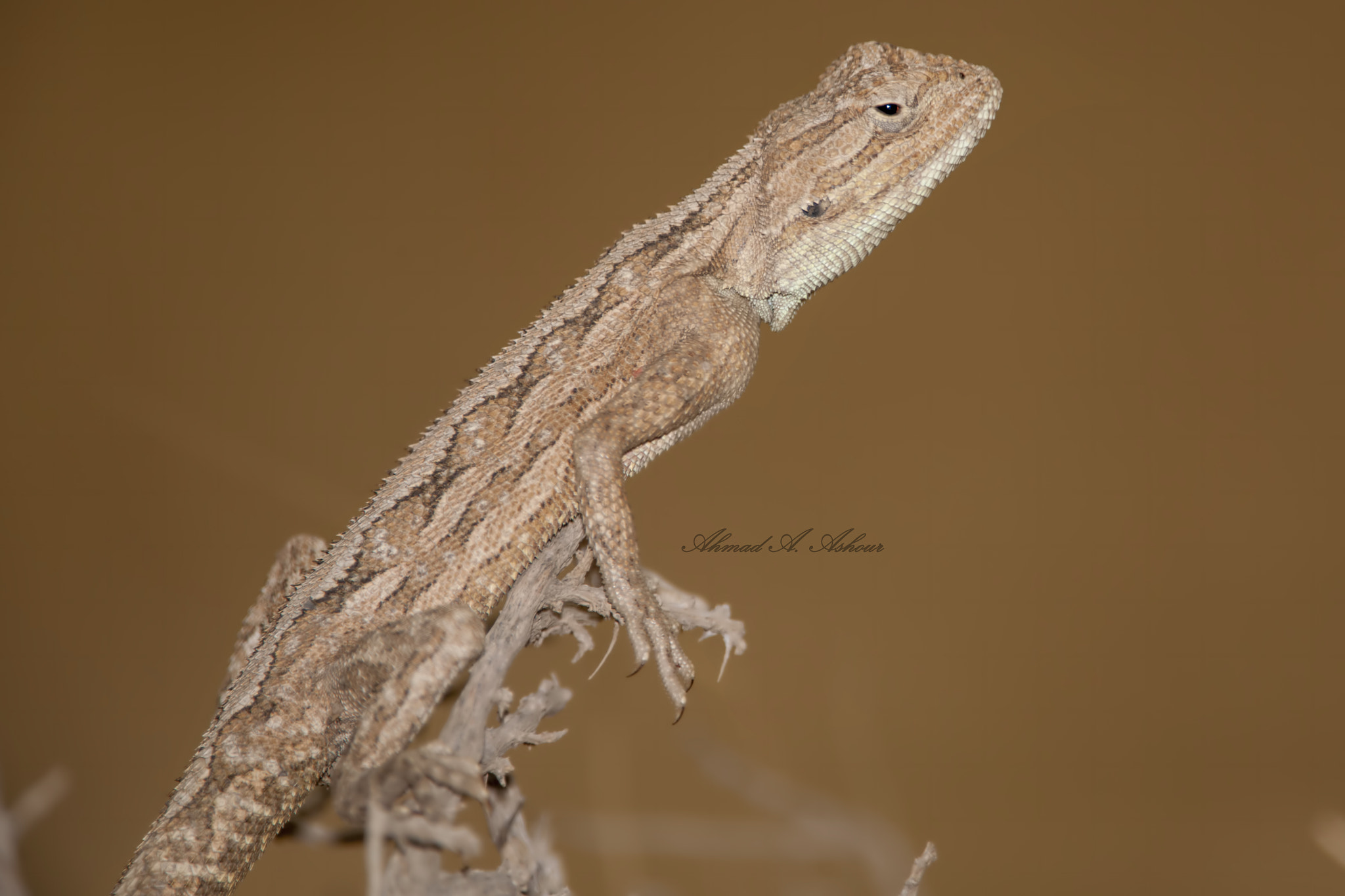 Nikon D3X sample photo. Worm up.  photography