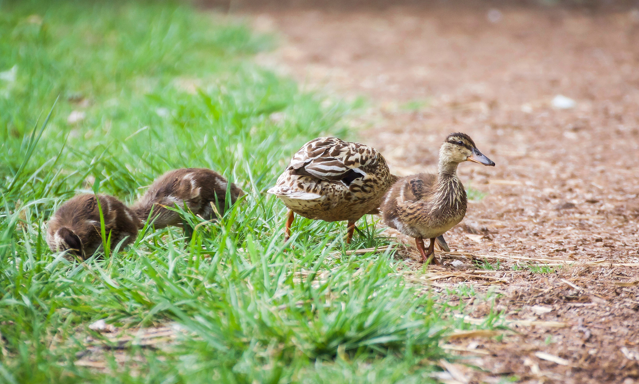 Canon EOS 40D + Tamron SP 35mm F1.8 Di VC USD sample photo. Lovely little mallard family photography