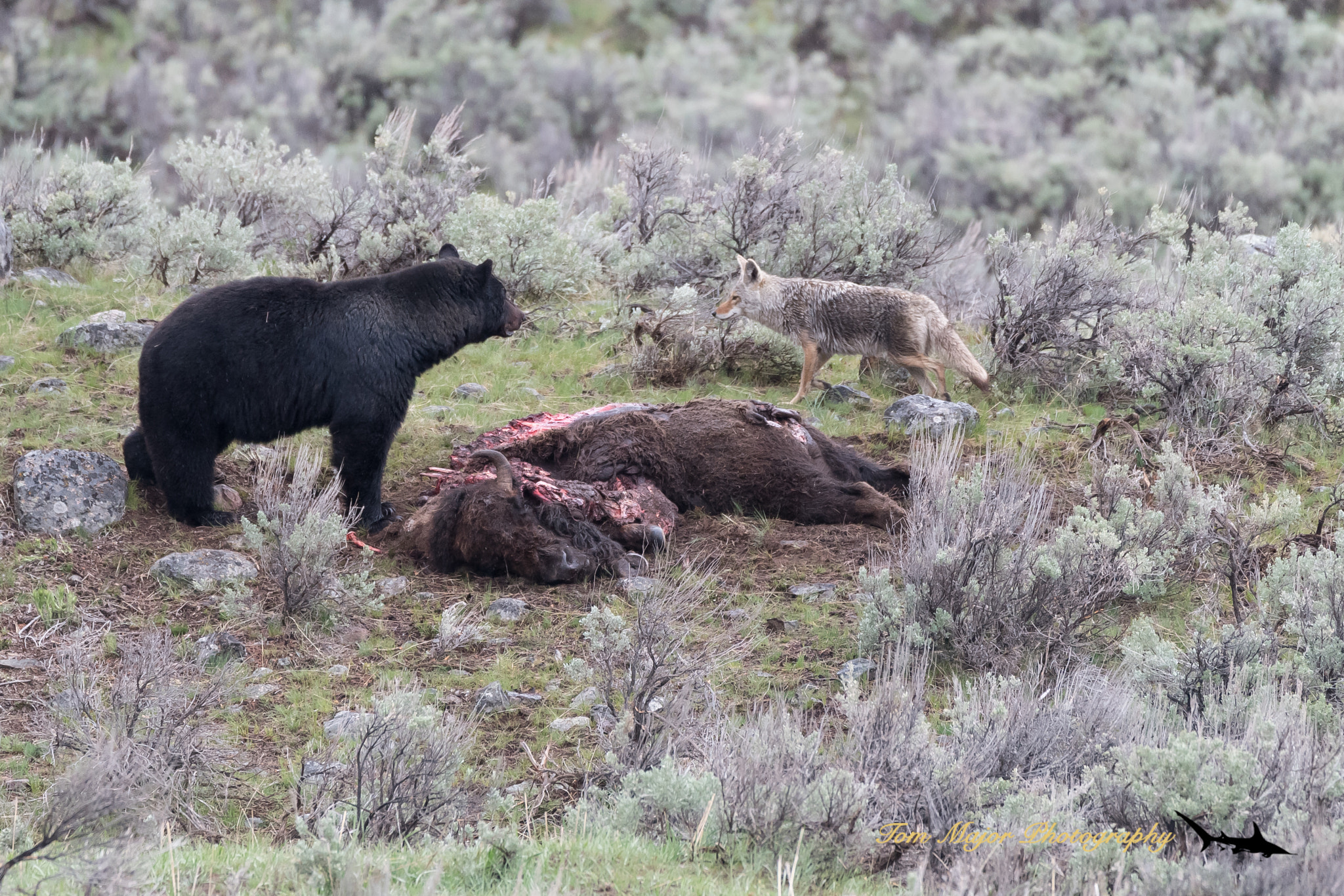 Nikon D5 sample photo. Black bear vs. coyote photography