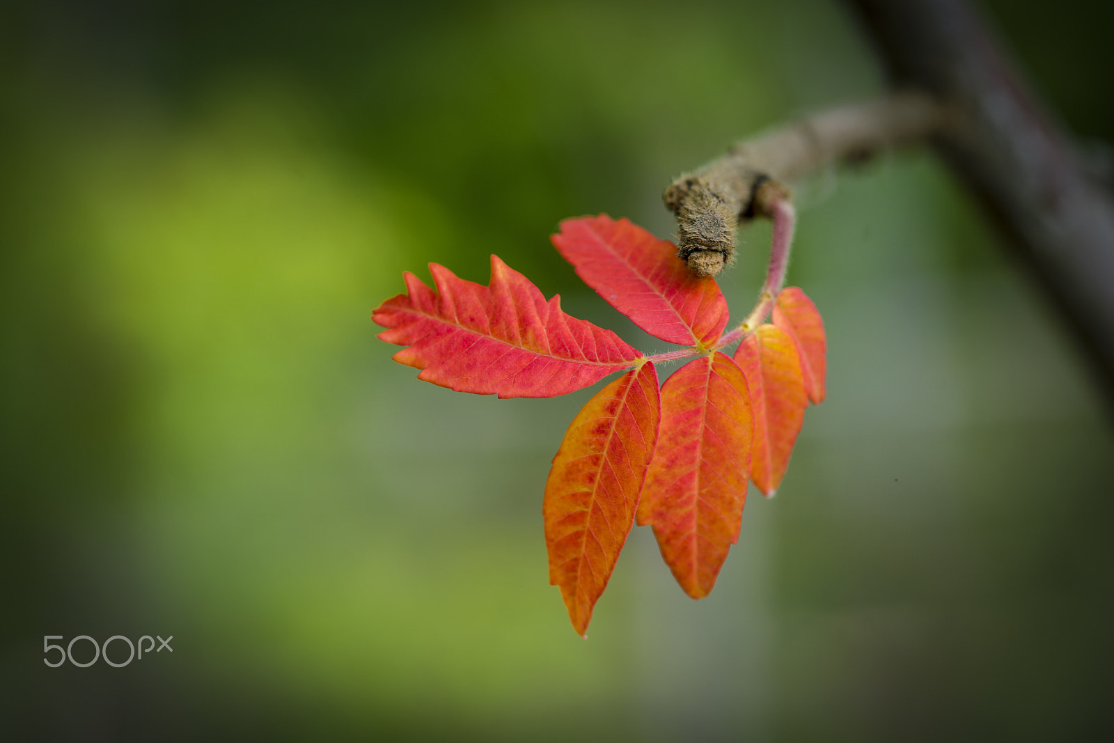 Sony a7R II + Canon EF 100mm F2.8L Macro IS USM sample photo. 红叶 photography