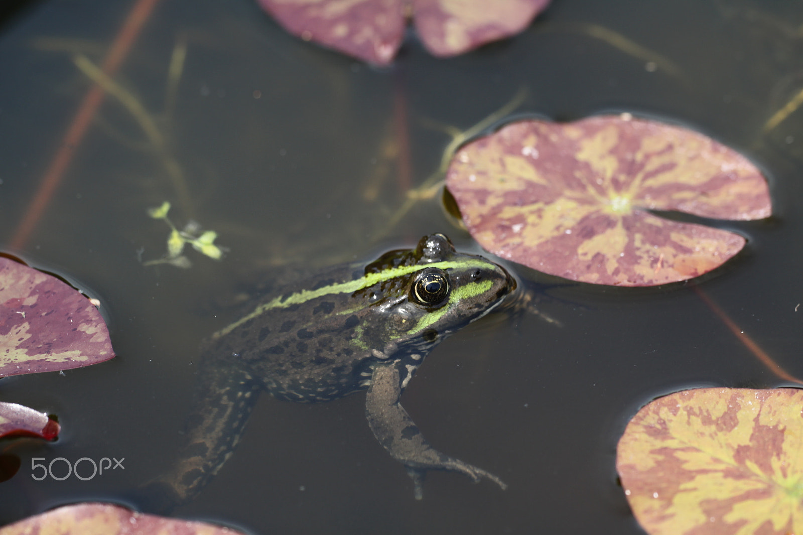 Canon EOS 50D + Sigma APO Macro 180mm F2.8 EX DG OS HSM sample photo. Frog in pond between waterlilies photography