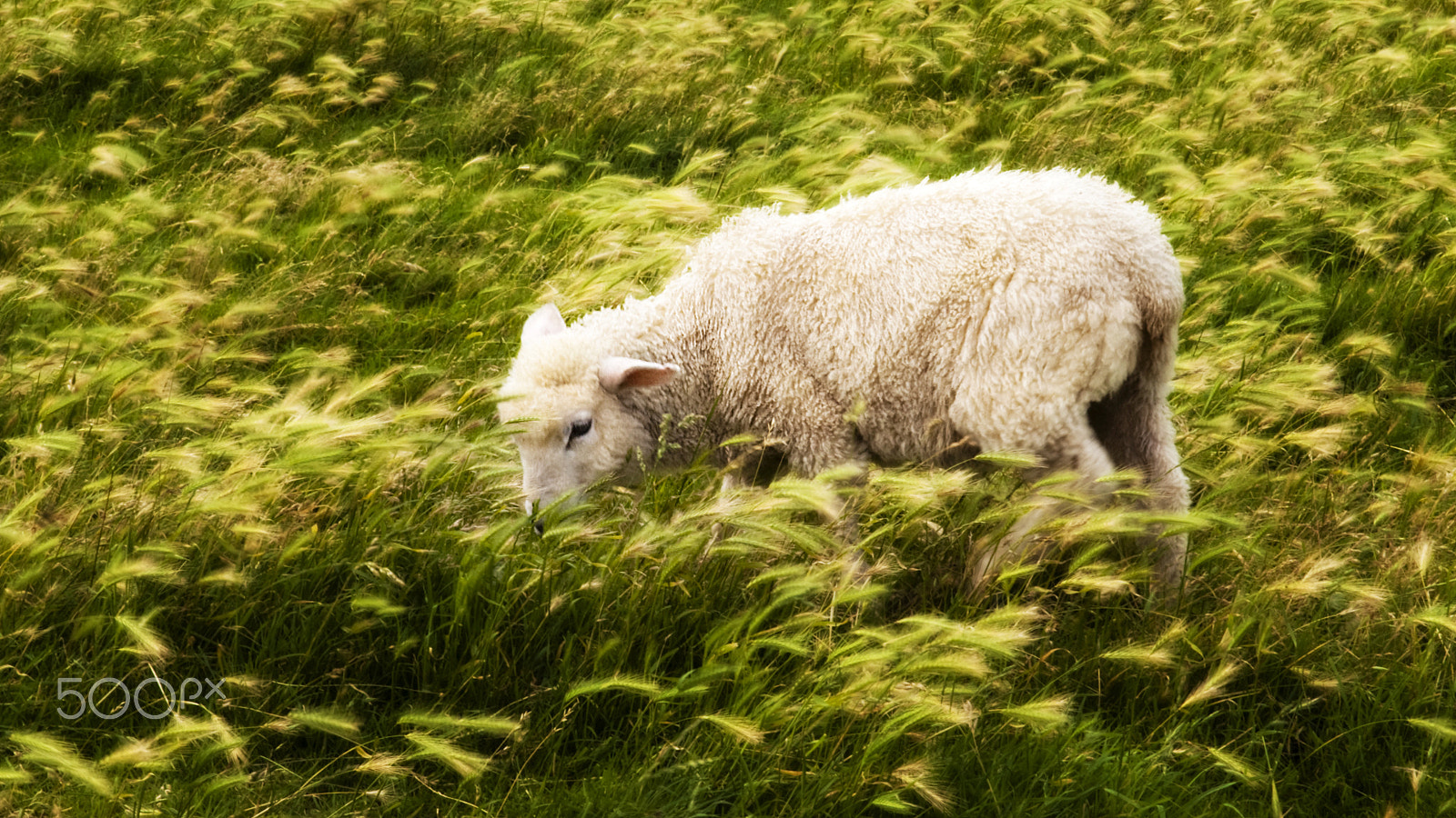 Pentax *ist DS sample photo. Sheep photography