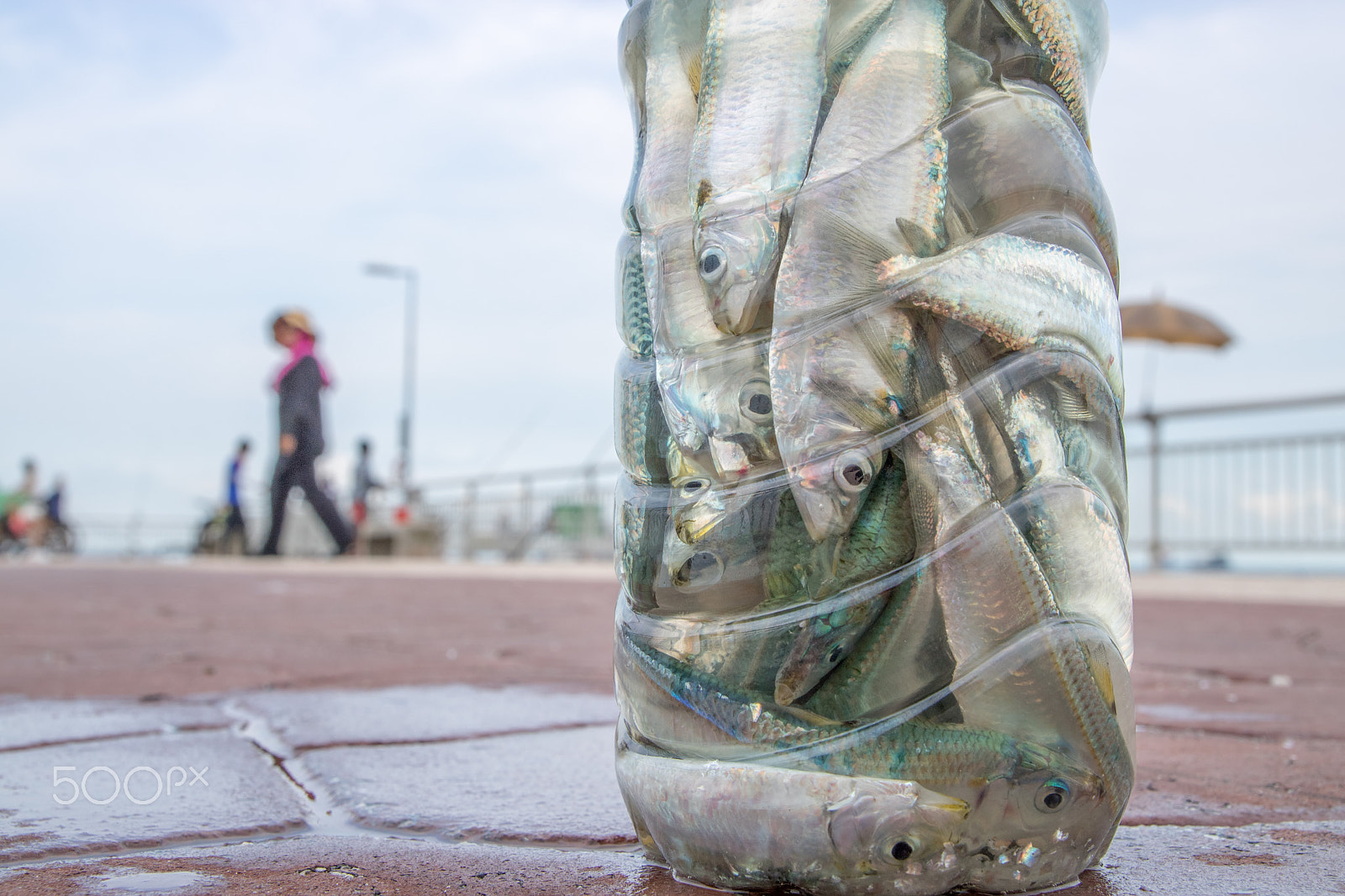 Tamron SP AF 17-50mm F2.8 XR Di II LD Aspherical (IF) sample photo. Small fish in bottle photography