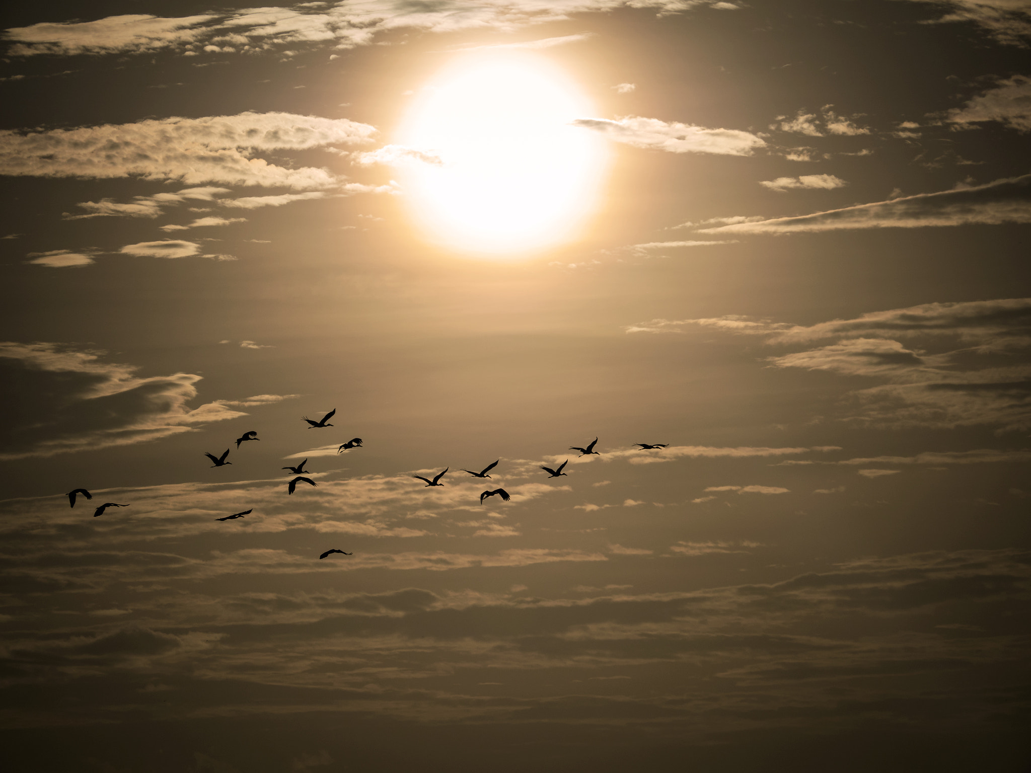 Panasonic Lumix DMC-GX8 sample photo. Migratory photography