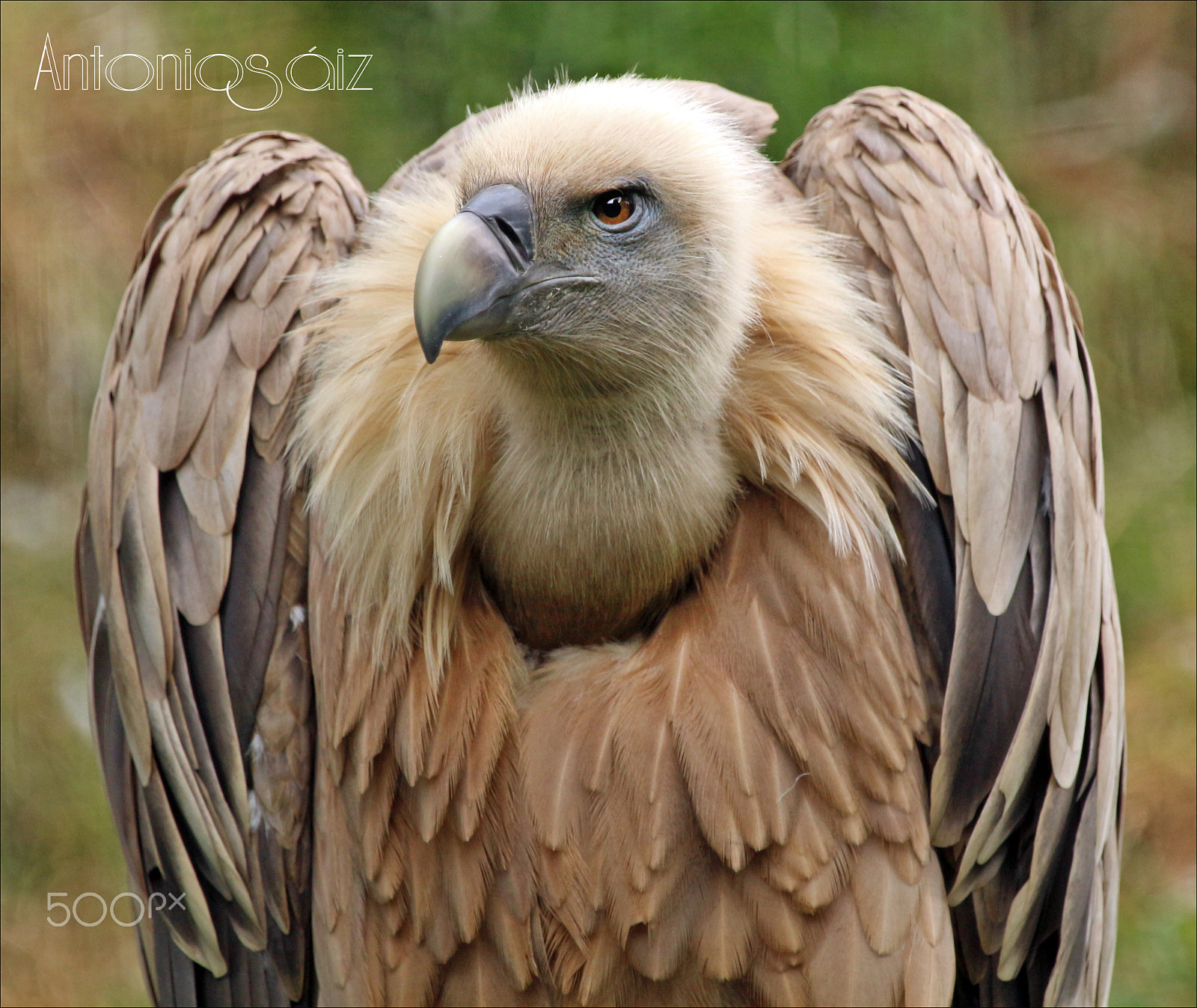 Canon EF 100-400mm F4.5-5.6L IS USM sample photo. El buitre photography