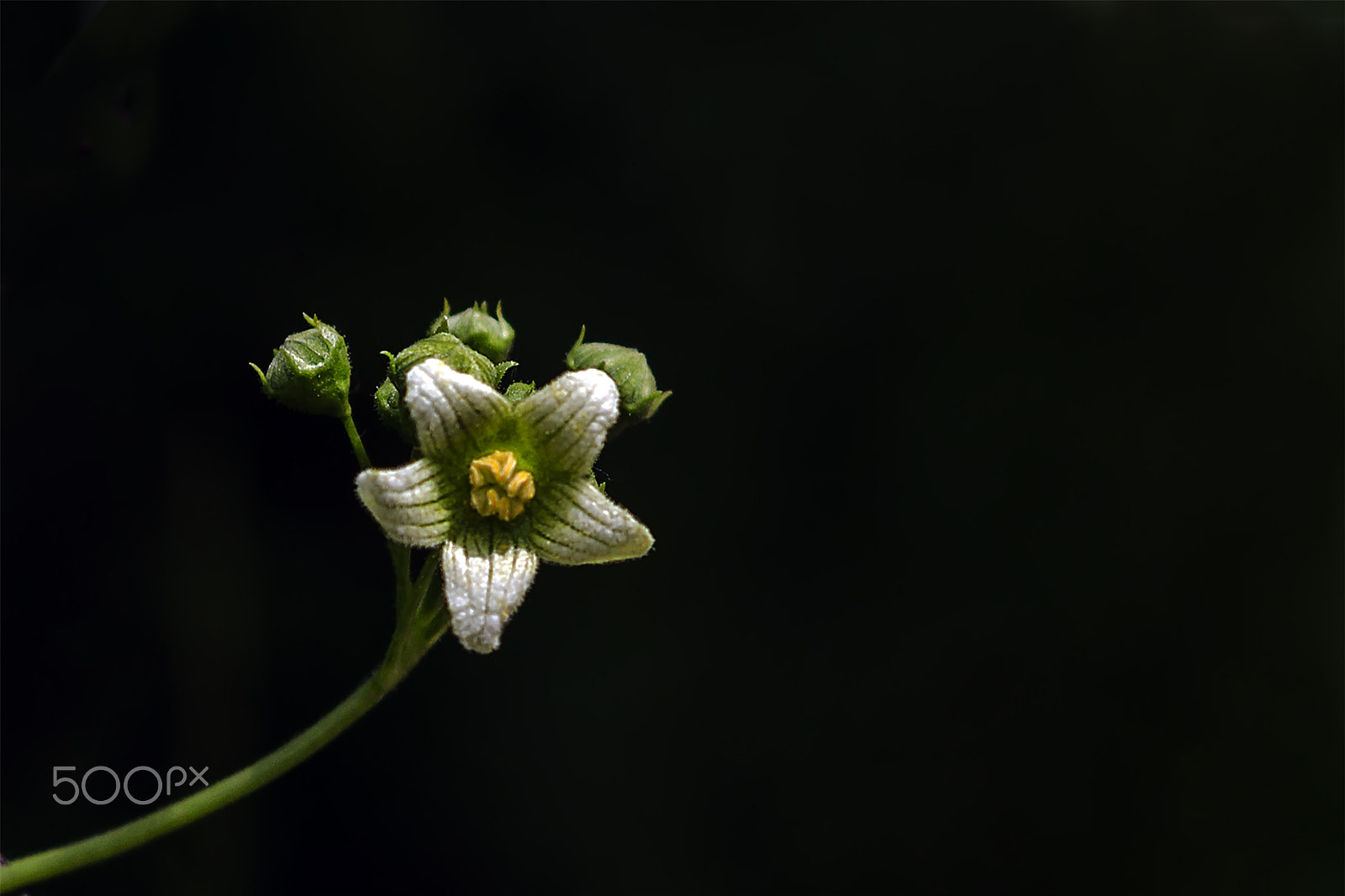 Canon EF 35-350mm F3.5-5.6L USM sample photo. Asomada al verano photography