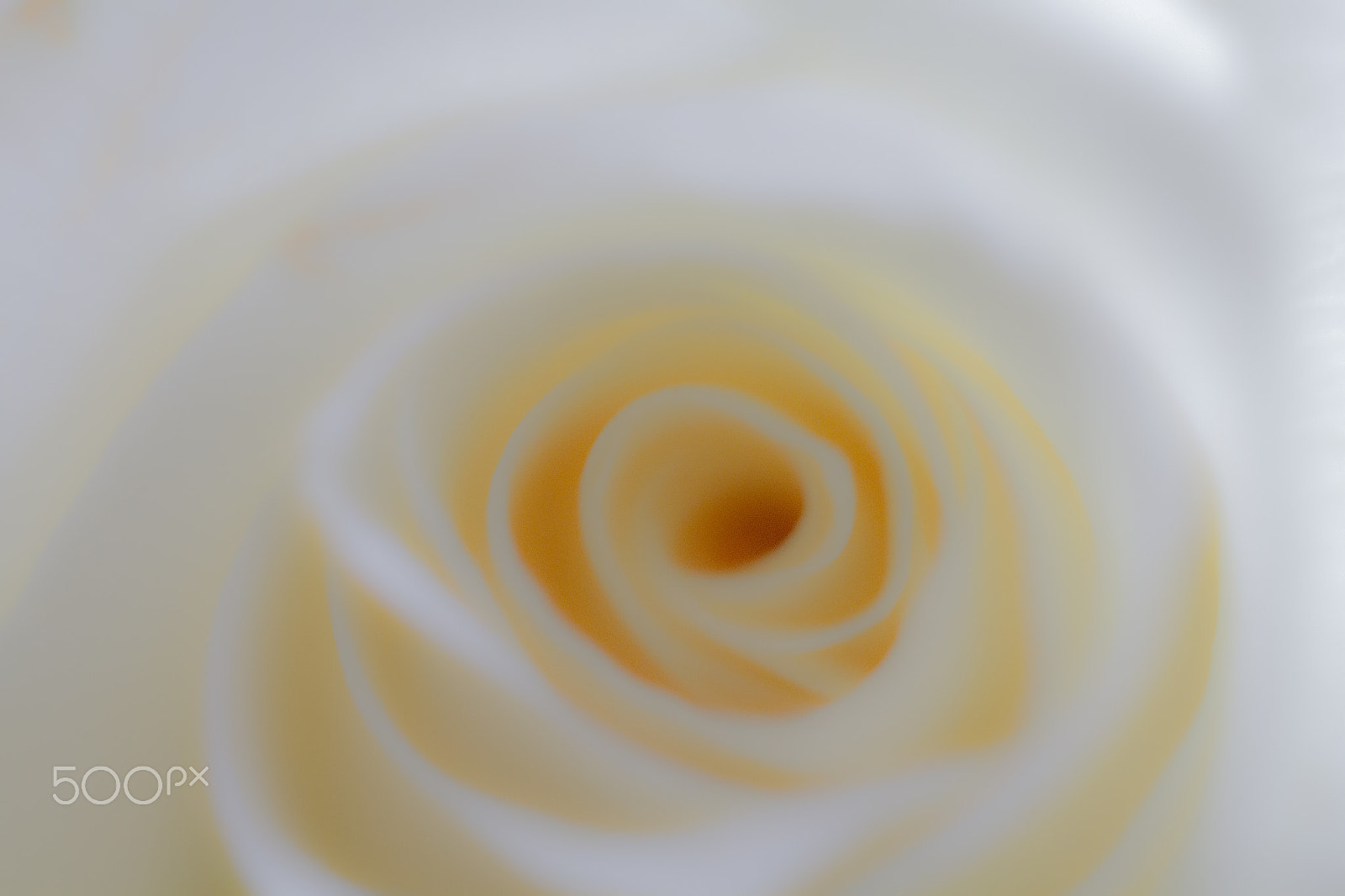 Sigma 50mm f/1.4 EX DG HSM + 1.4x sample photo. White rose photography