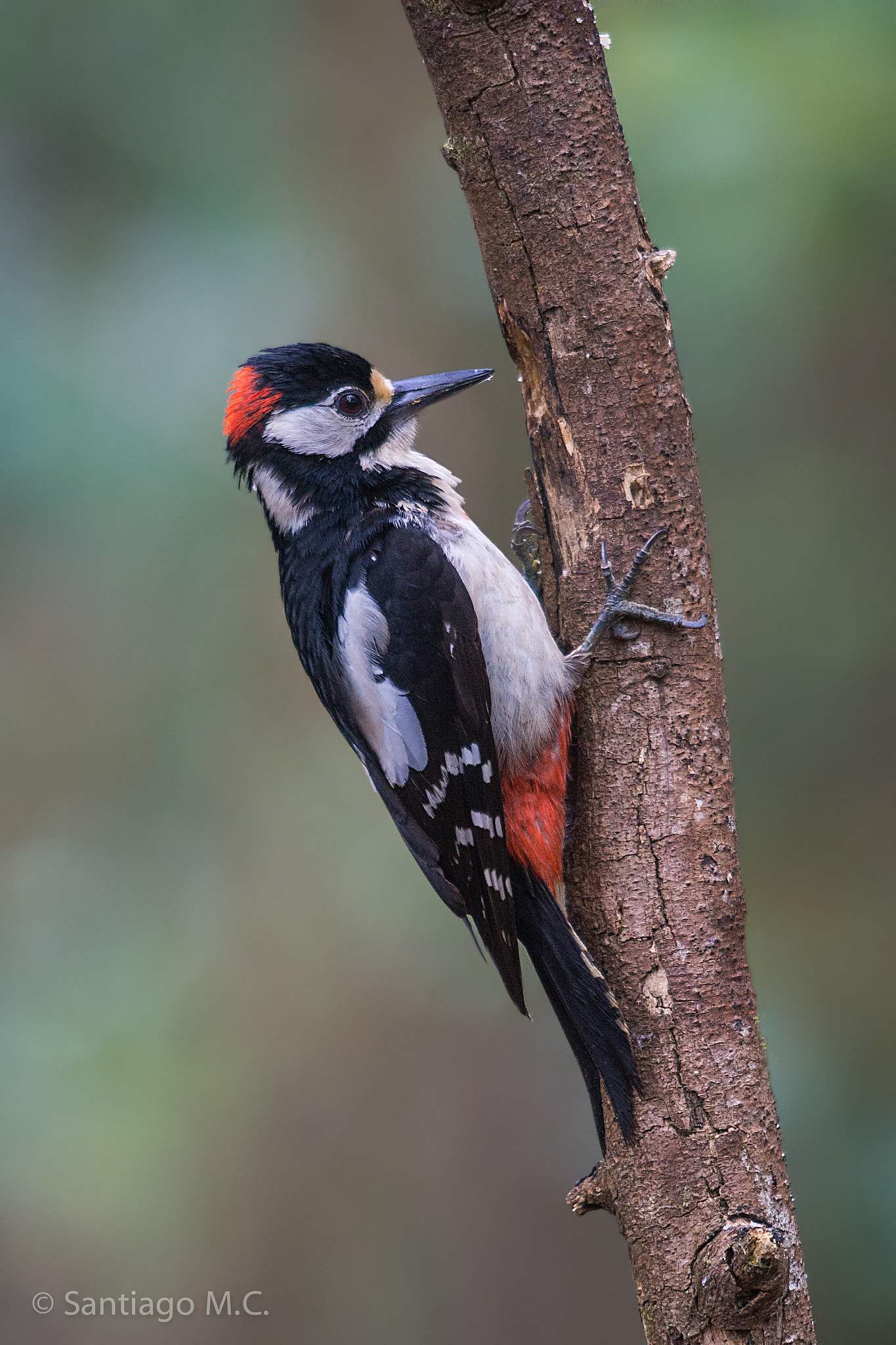 Sony SLT-A77 + Sigma 150-500mm F5-6.3 DG OS HSM sample photo. Dendrocopos major (picapinos) photography