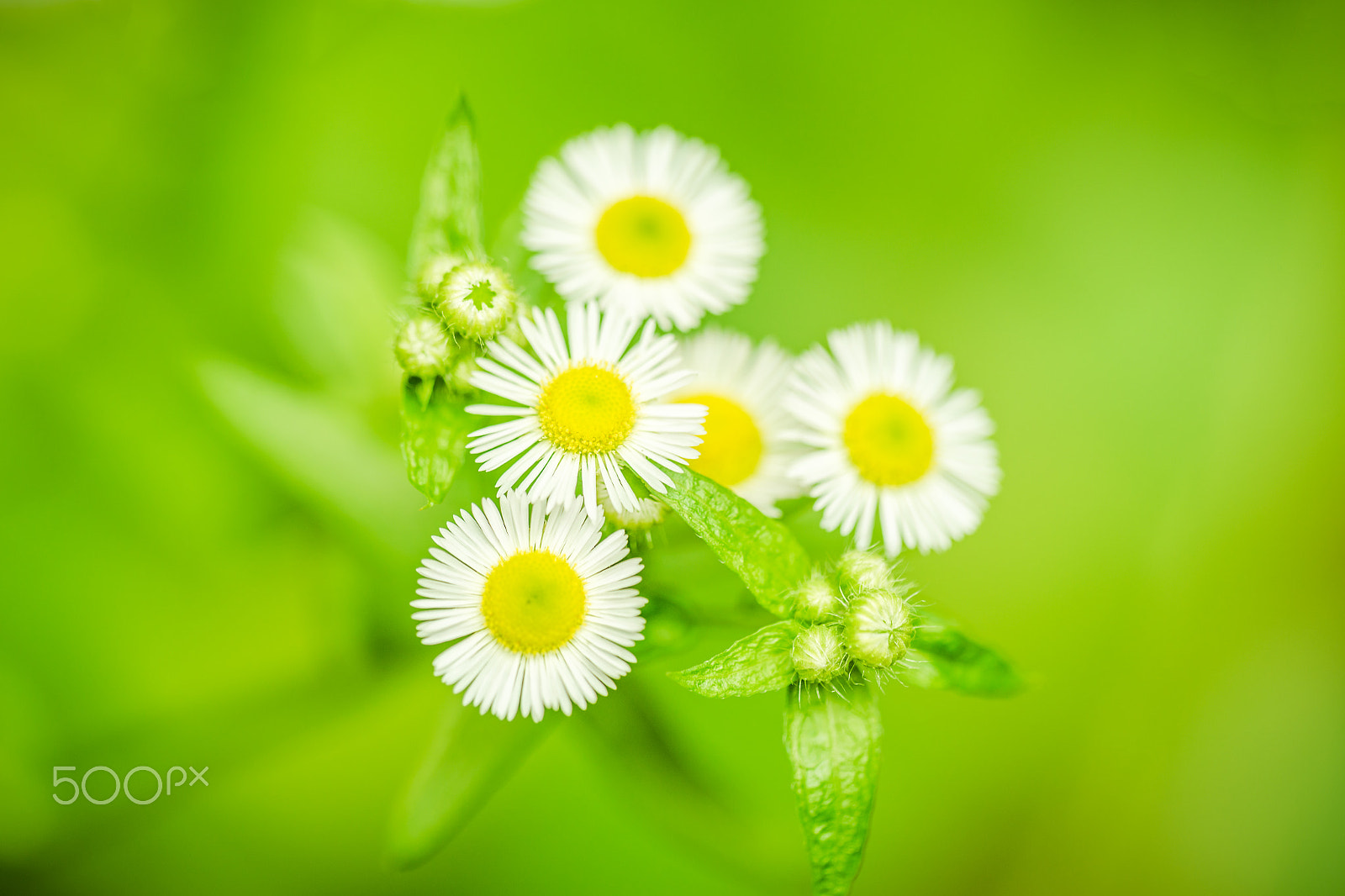 Sigma 150mm F2.8 EX DG OS Macro HSM sample photo. Unknowen flower photography