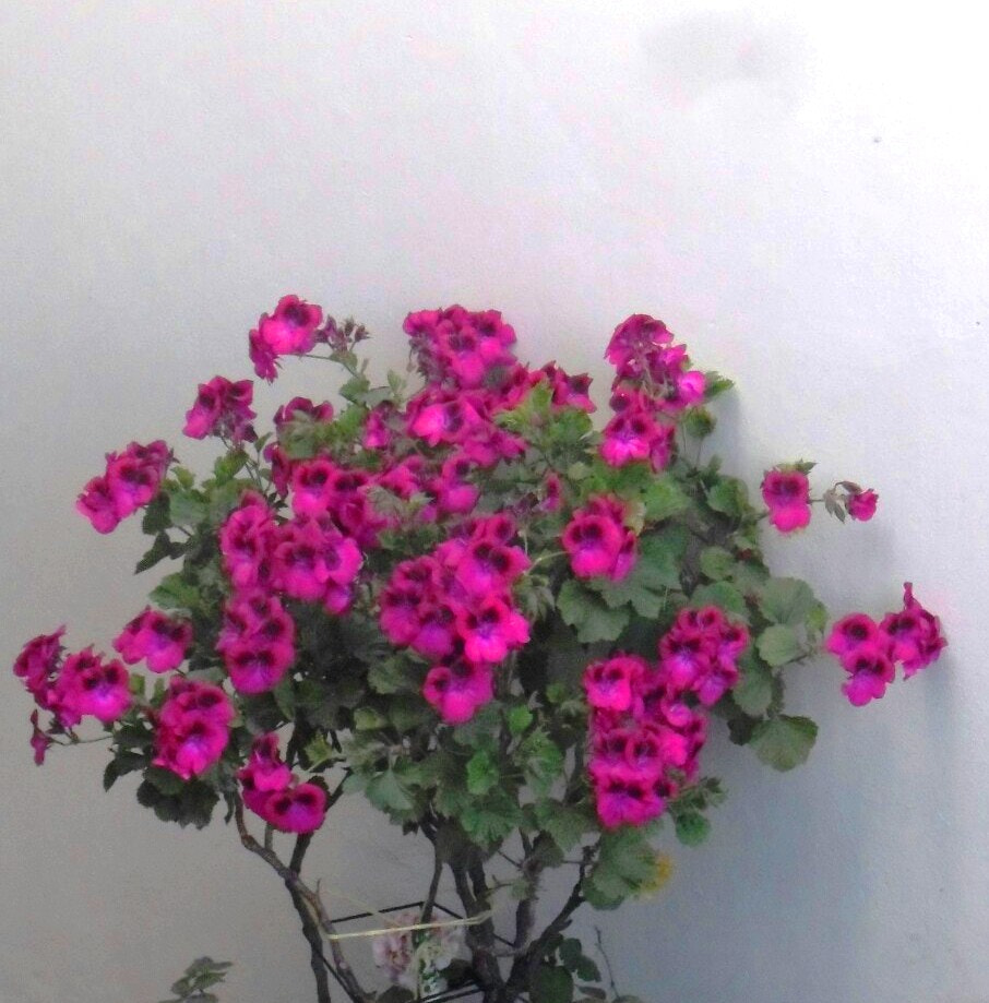 Samsung ES90/ ES91 sample photo. ~ photography
