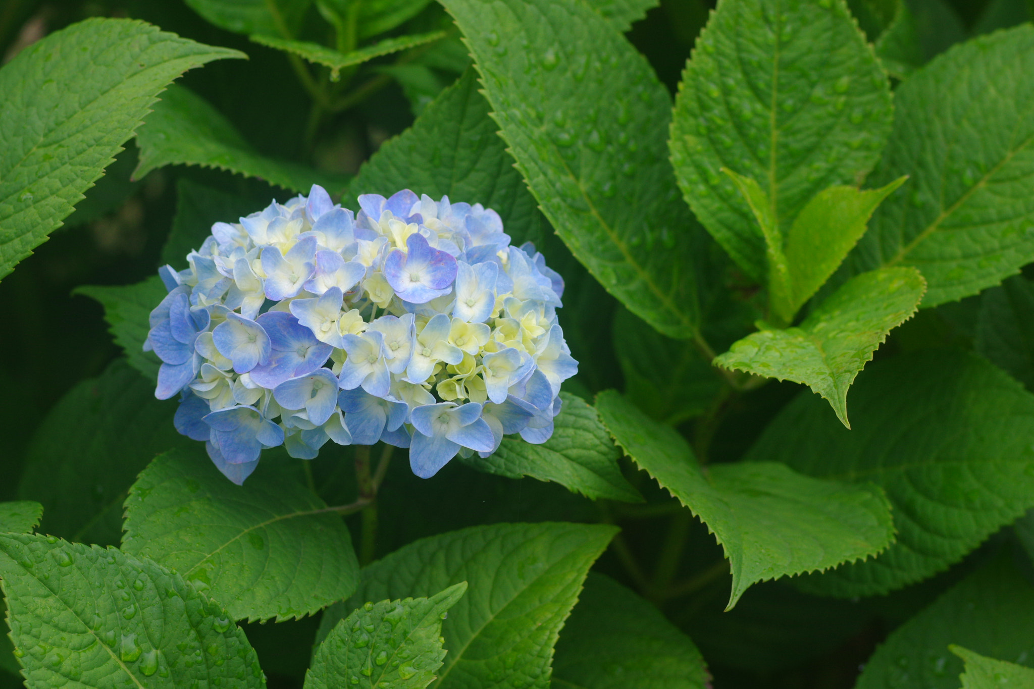 Pentax smc FA 77mm 1.8 Limited sample photo. Azisai photography