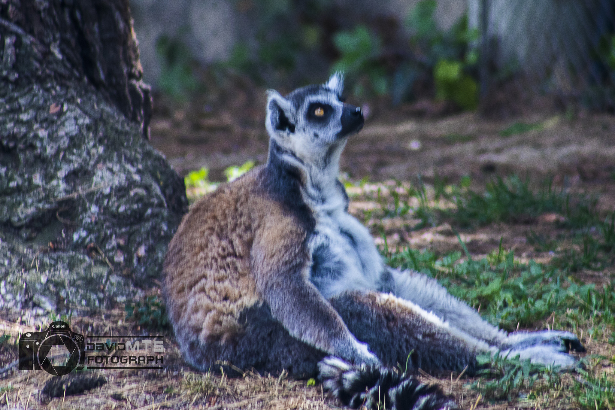 EF75-300mm f/4-5.6 sample photo. Lemur photography