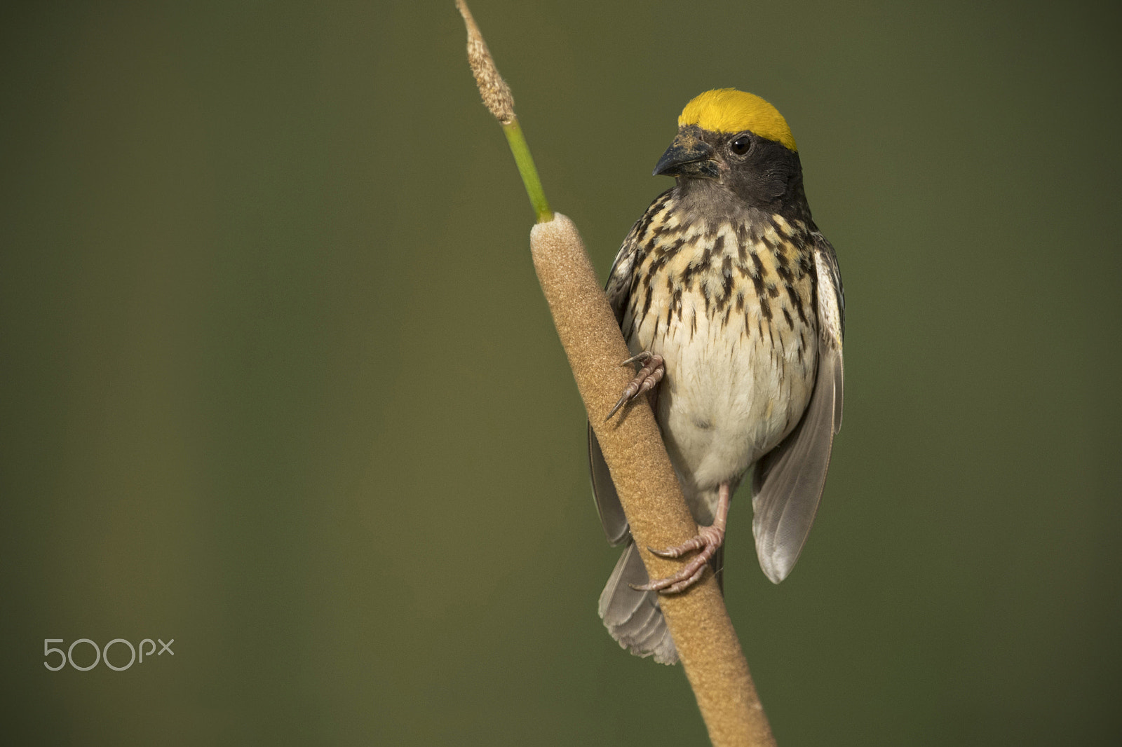 Nikon D5 + Nikon AF-S Nikkor 600mm F4G ED VR sample photo. Portrait of a streaked weaver photography