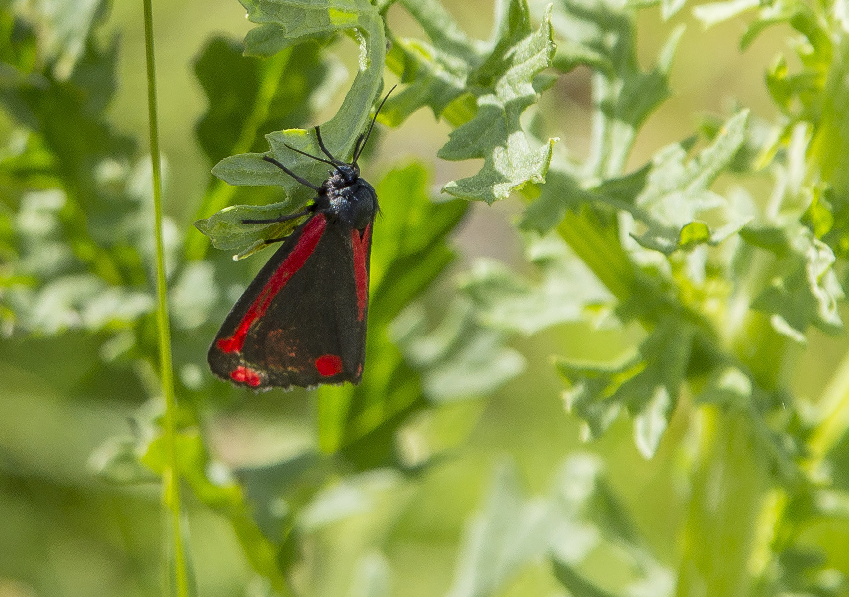 Sigma 17-70mm F2.8-4.5 DC Macro Asp. IF sample photo. Cinnabar sounds good enough to eat! photography