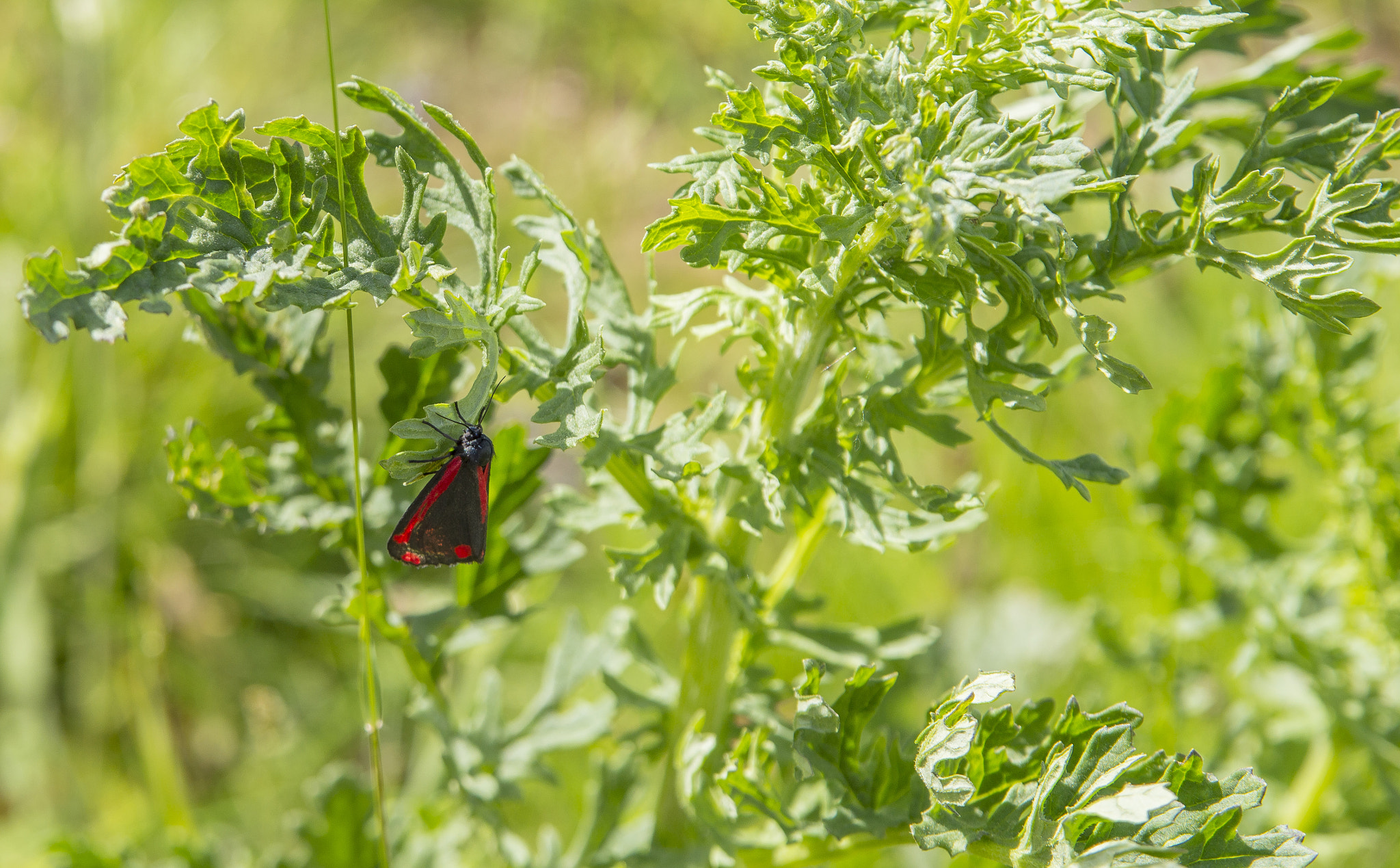 Nikon D3200 + Sigma 17-70mm F2.8-4.5 DC Macro Asp. IF sample photo. Thistled cinnabar photography