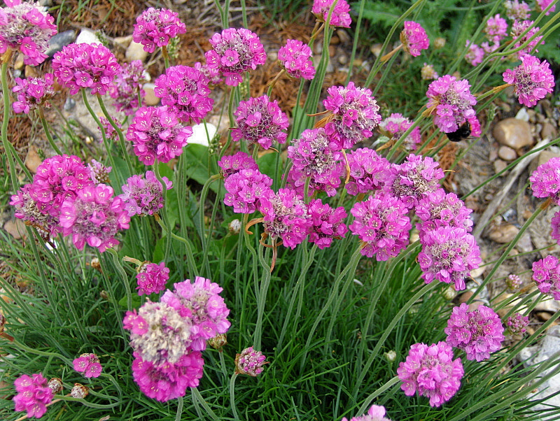 HP PHOTOSMART R927  (V01.00) sample photo. Sea thrift photography