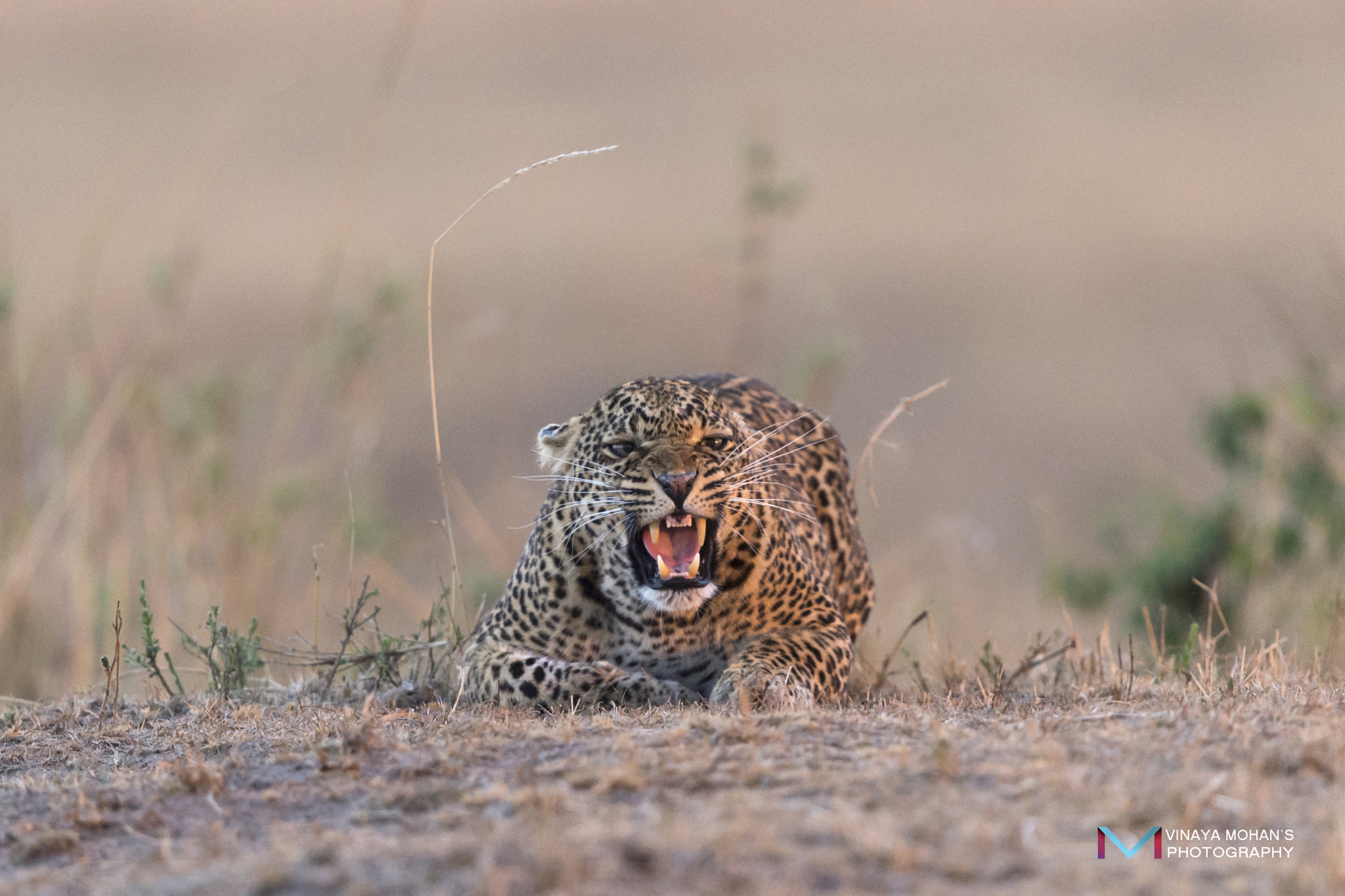 Nikon D4S + Nikon AF-S Nikkor 500mm F4G ED VR sample photo. Leopard photography