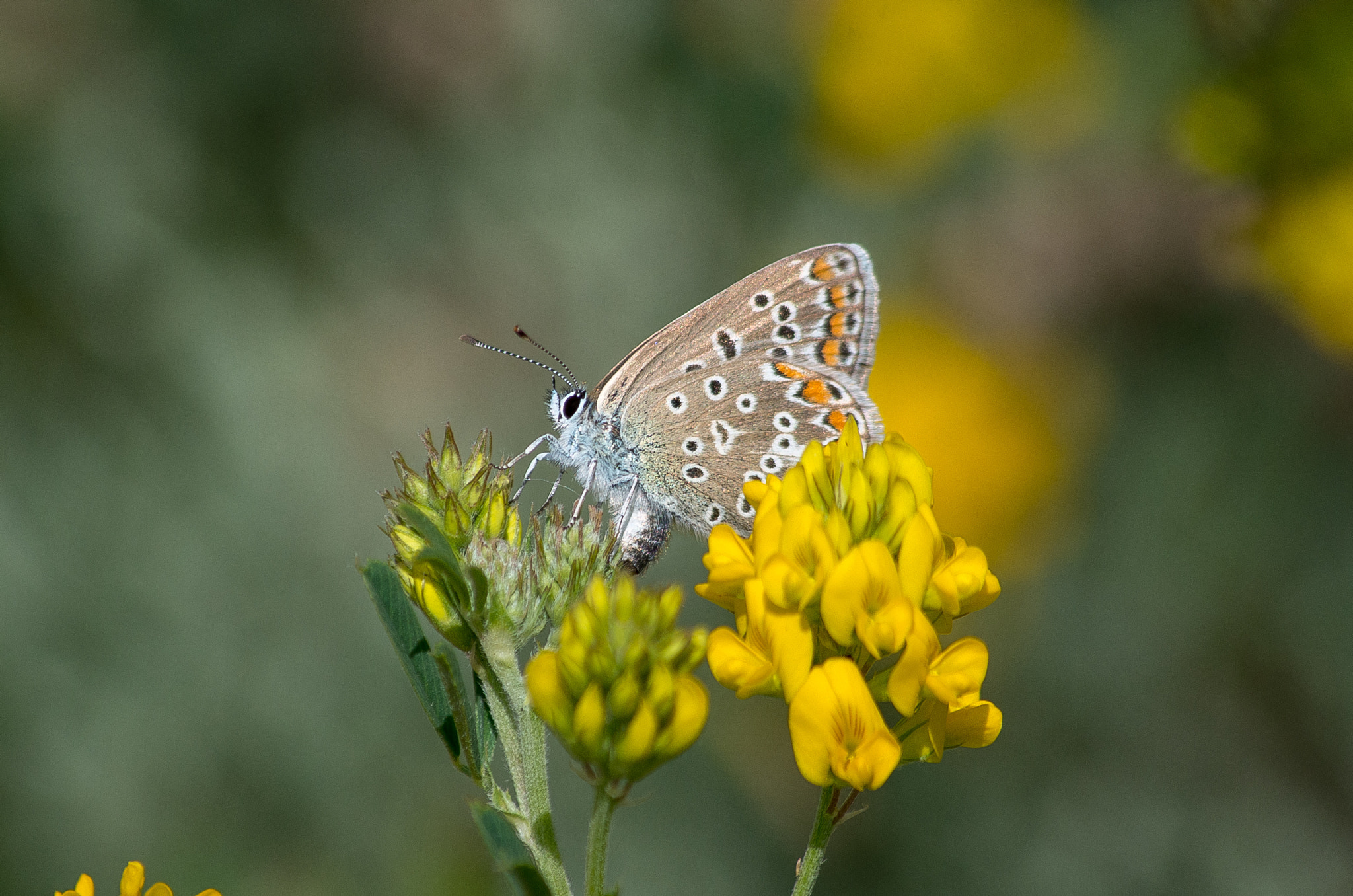 HD Pentax DA 55-300mm F4.0-5.8 ED WR sample photo. Short-tailed blue // cupido argiades photography