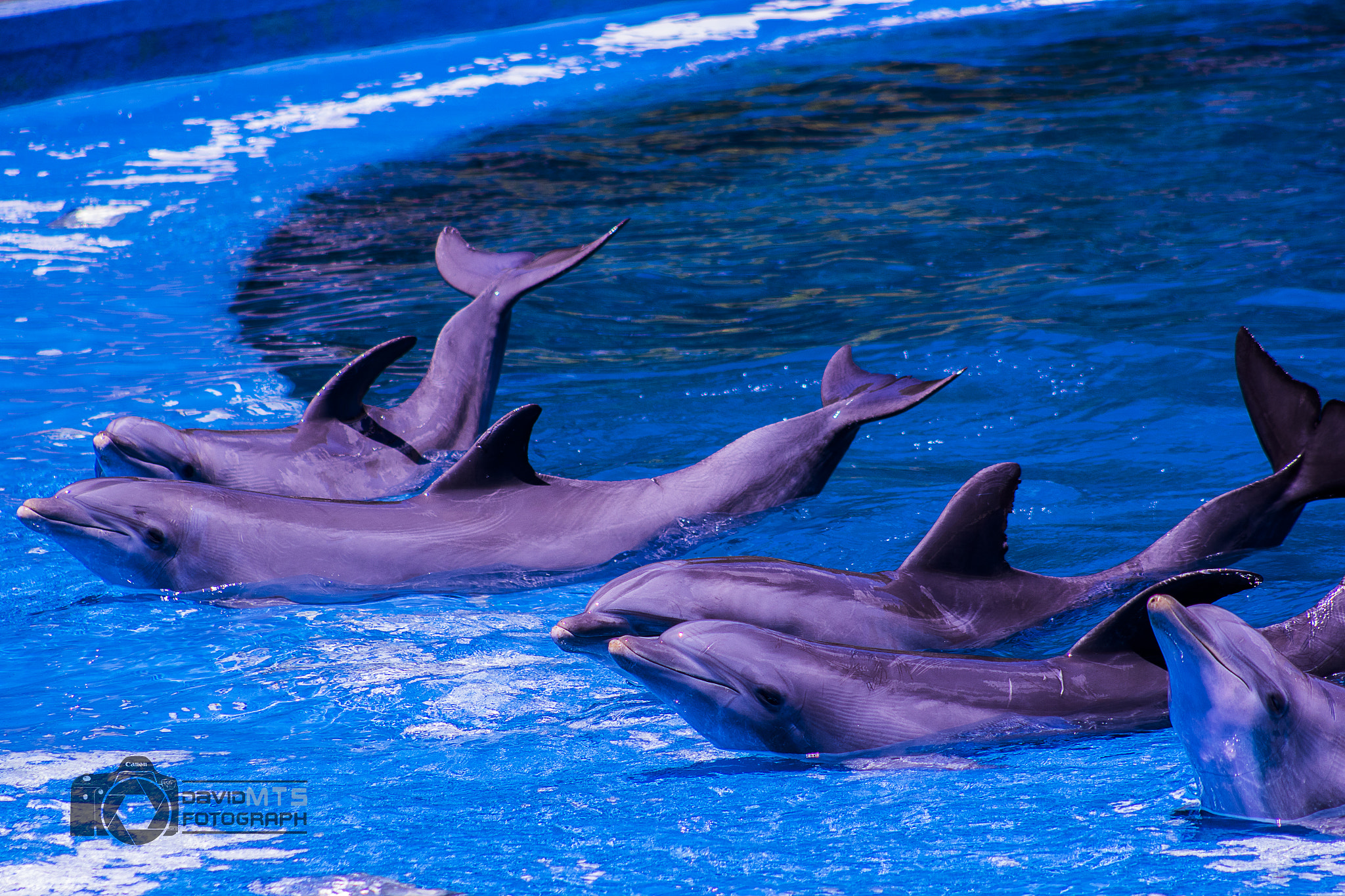 EF75-300mm f/4-5.6 sample photo. Delfines photography