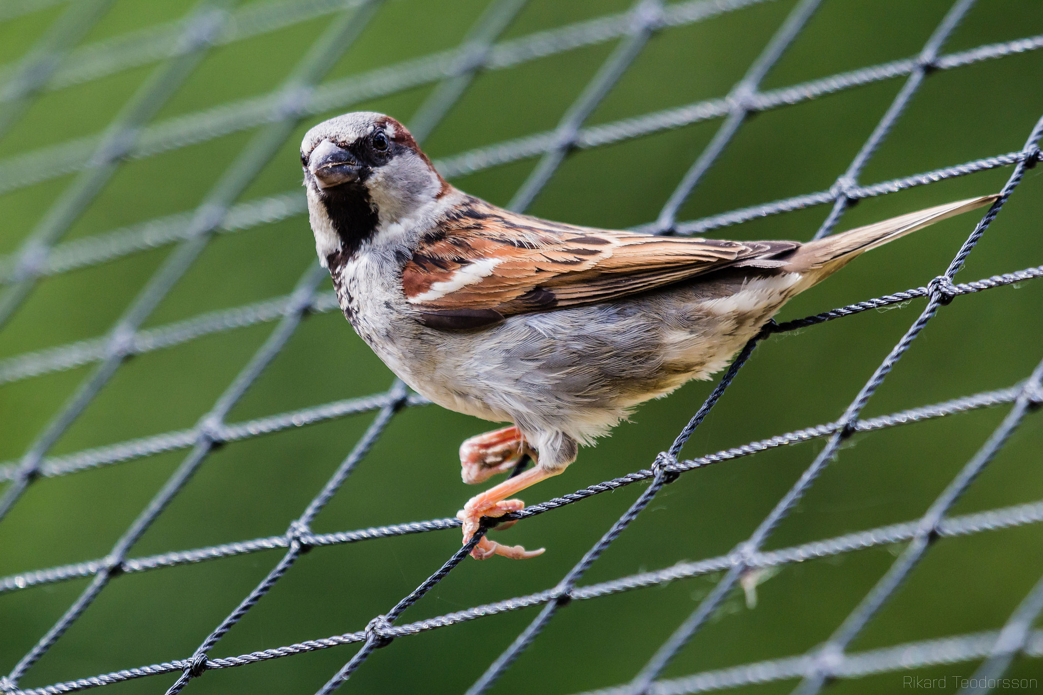 Canon EF 100-400mm F4.5-5.6L IS USM sample photo. House sparrow photography
