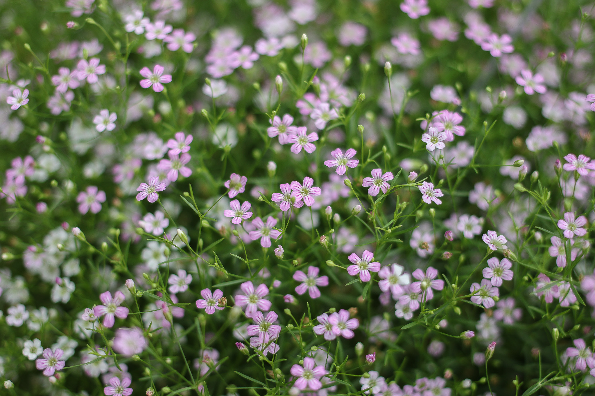 Canon EF 40mm F2.8 STM sample photo. Flowers photography