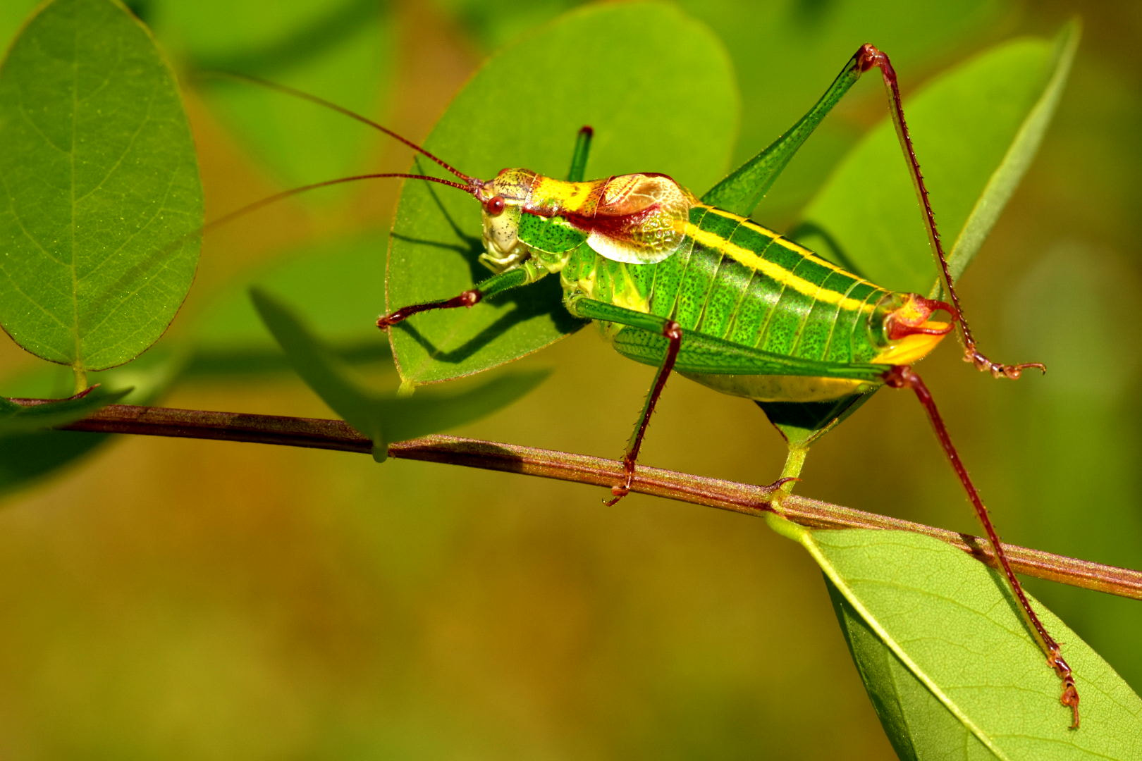 Nikon D7200 + Sigma 105mm F2.8 EX DG Macro sample photo. Grasshopper photography