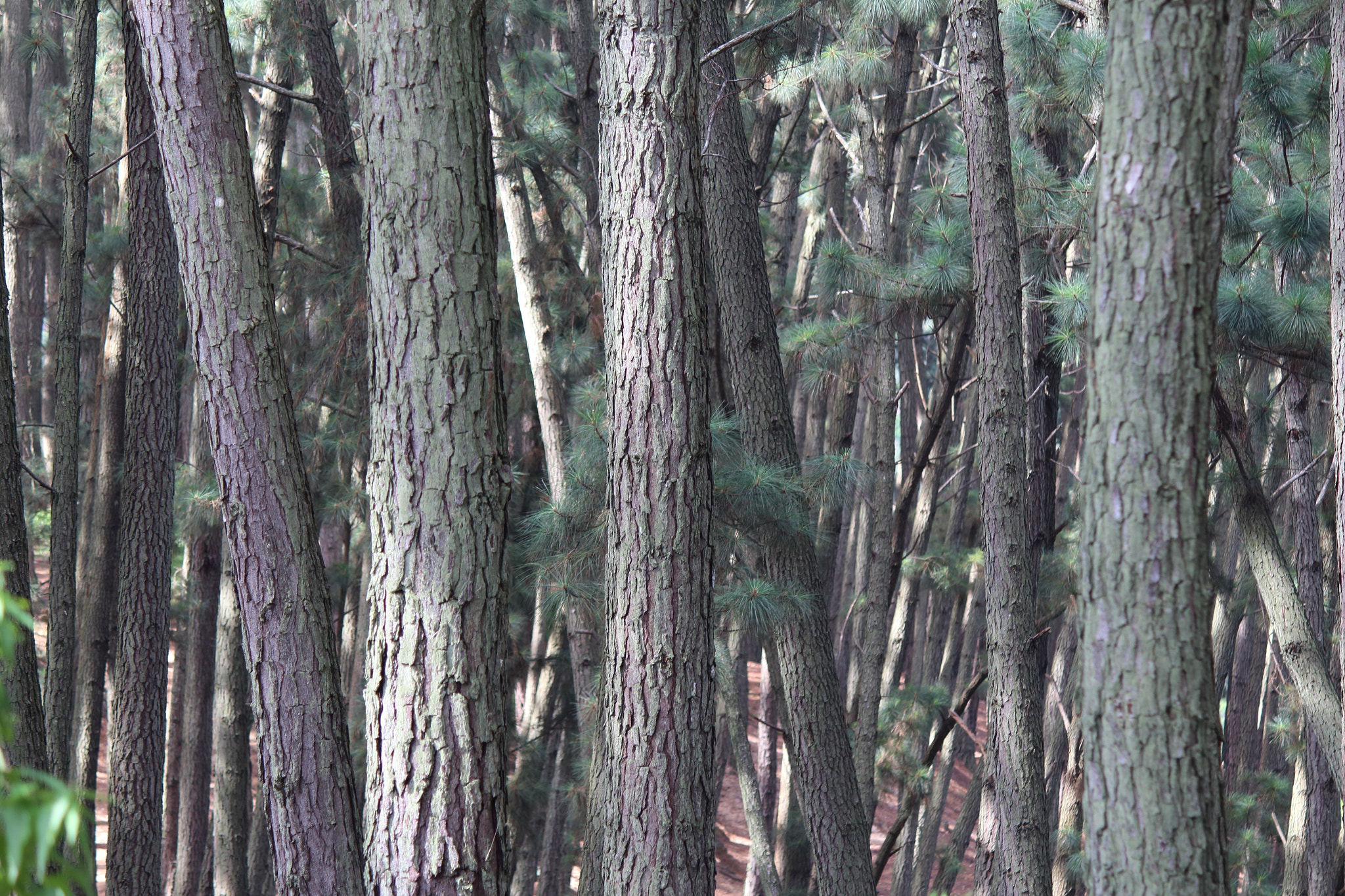 Canon EOS 650D (EOS Rebel T4i / EOS Kiss X6i) sample photo. Woods photography