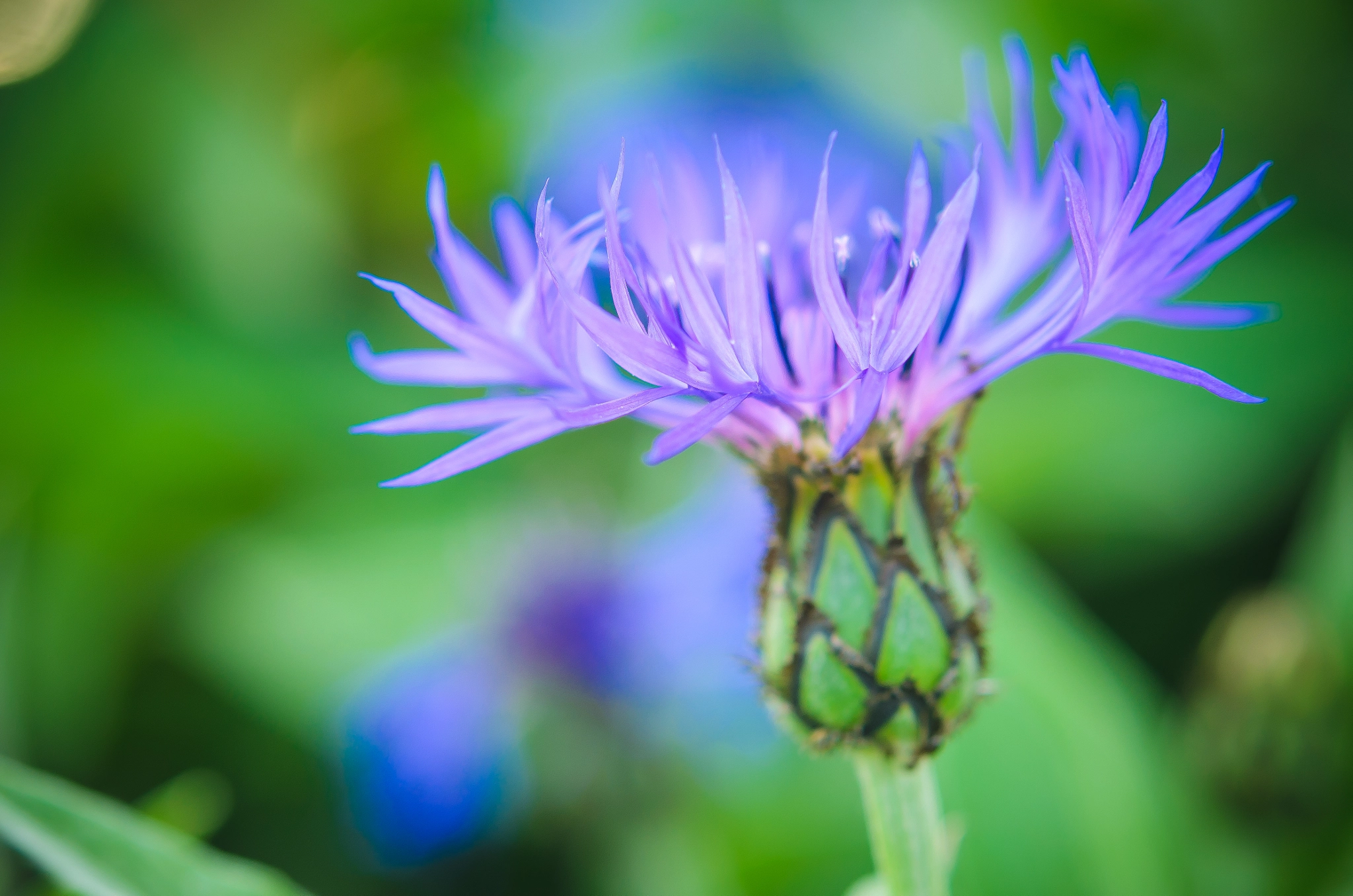 Nikon AF-S Micro-Nikkor 60mm F2.8G ED sample photo. Cornflower photography